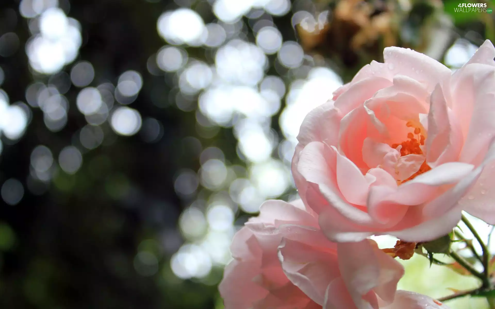 Light pink, blurry background, Bokeh, rose