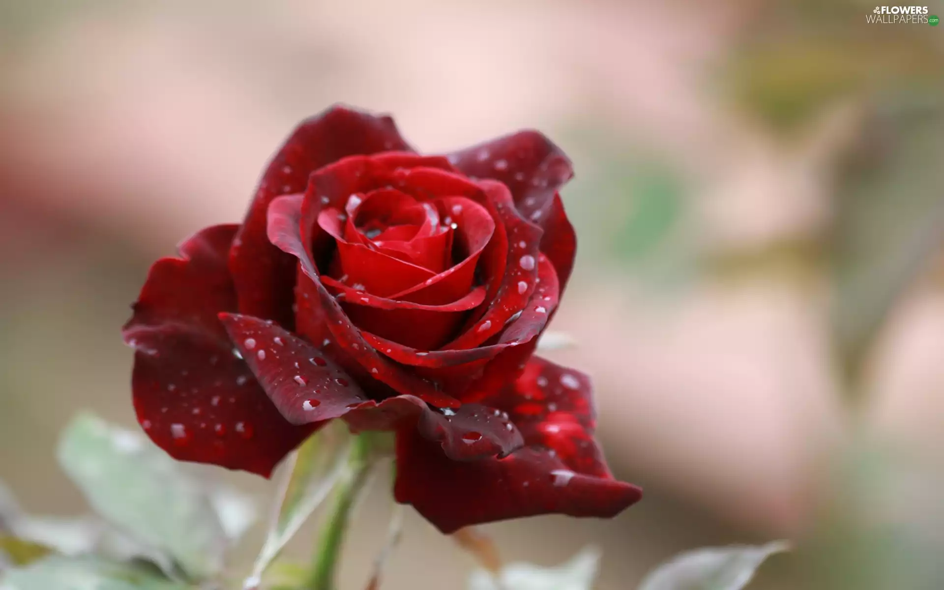 blurry background, rose, Water drops