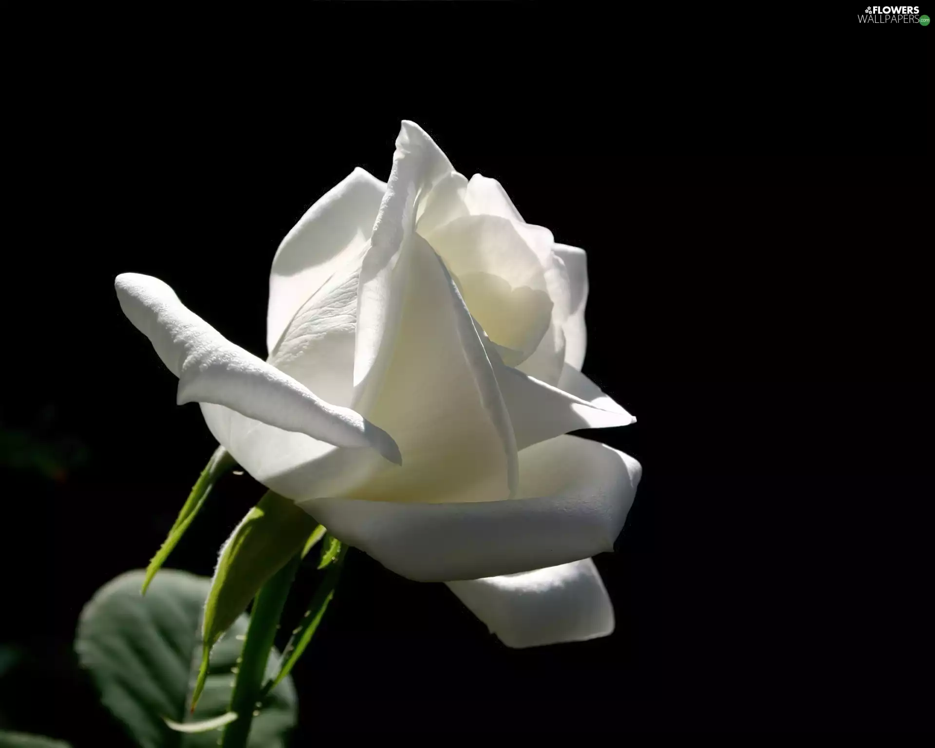 Black, background, rose, leaves, White