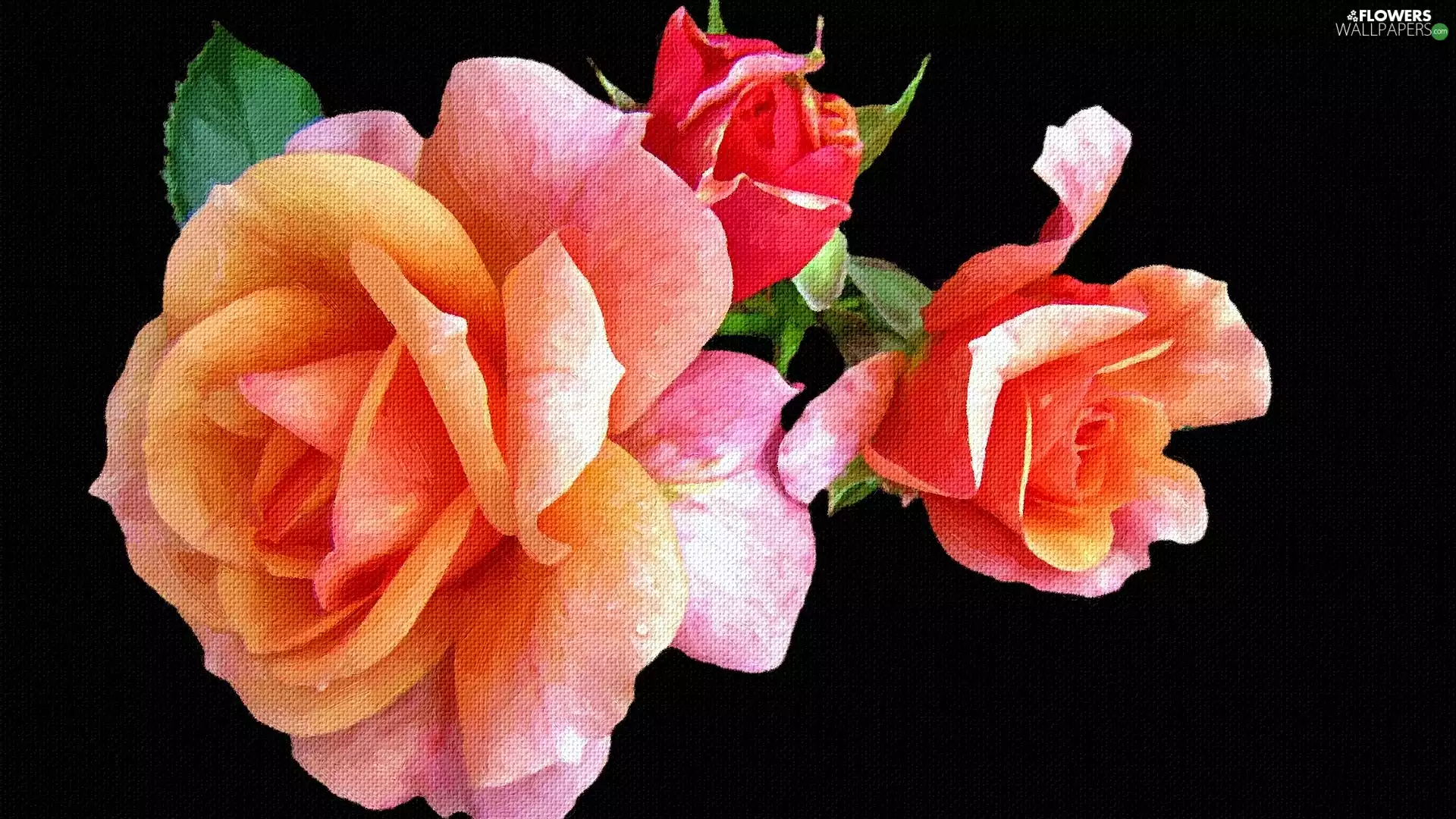 leaves, color, Black, background, graphics, roses