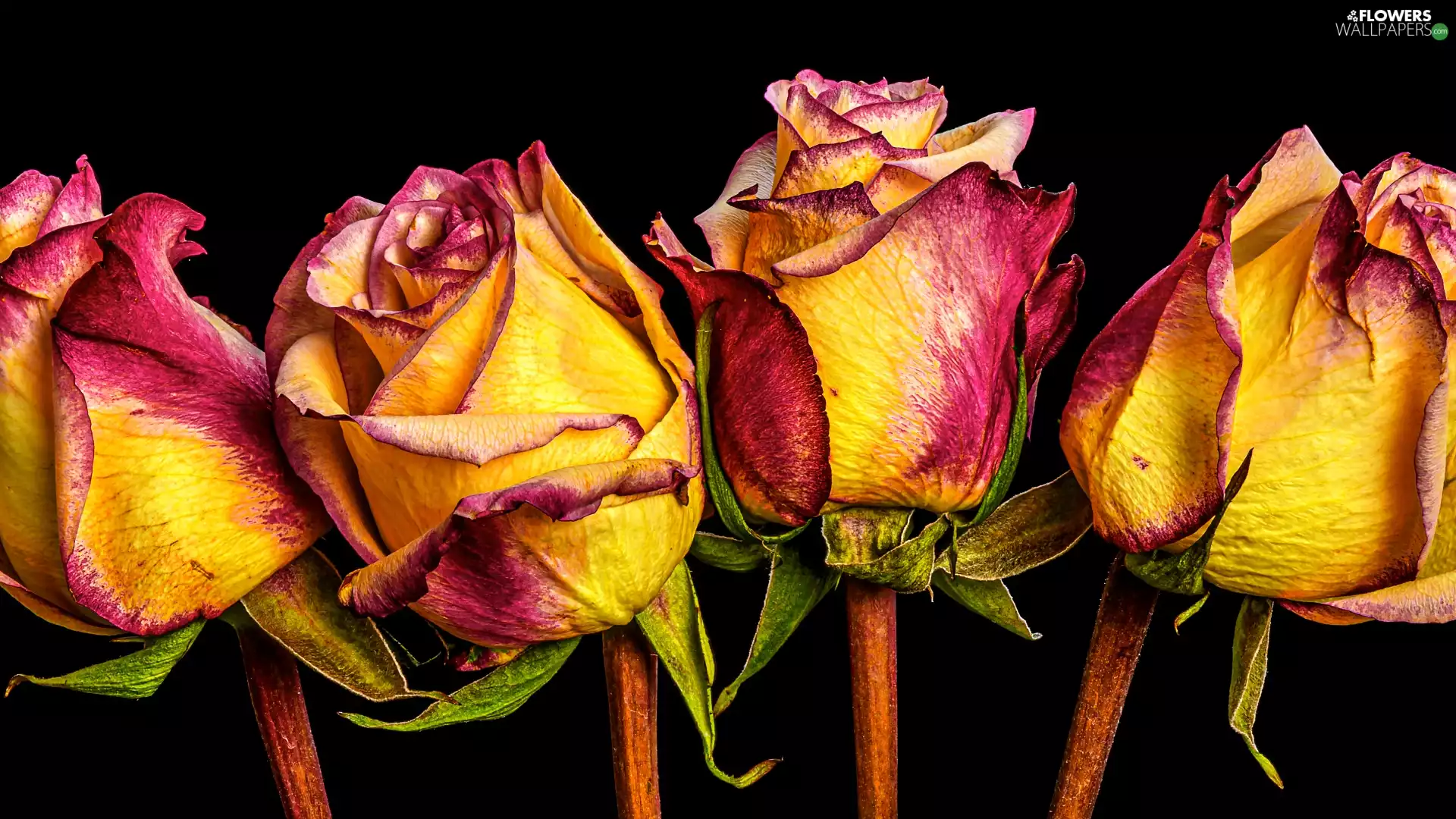 Black, background, roses, Buds, four
