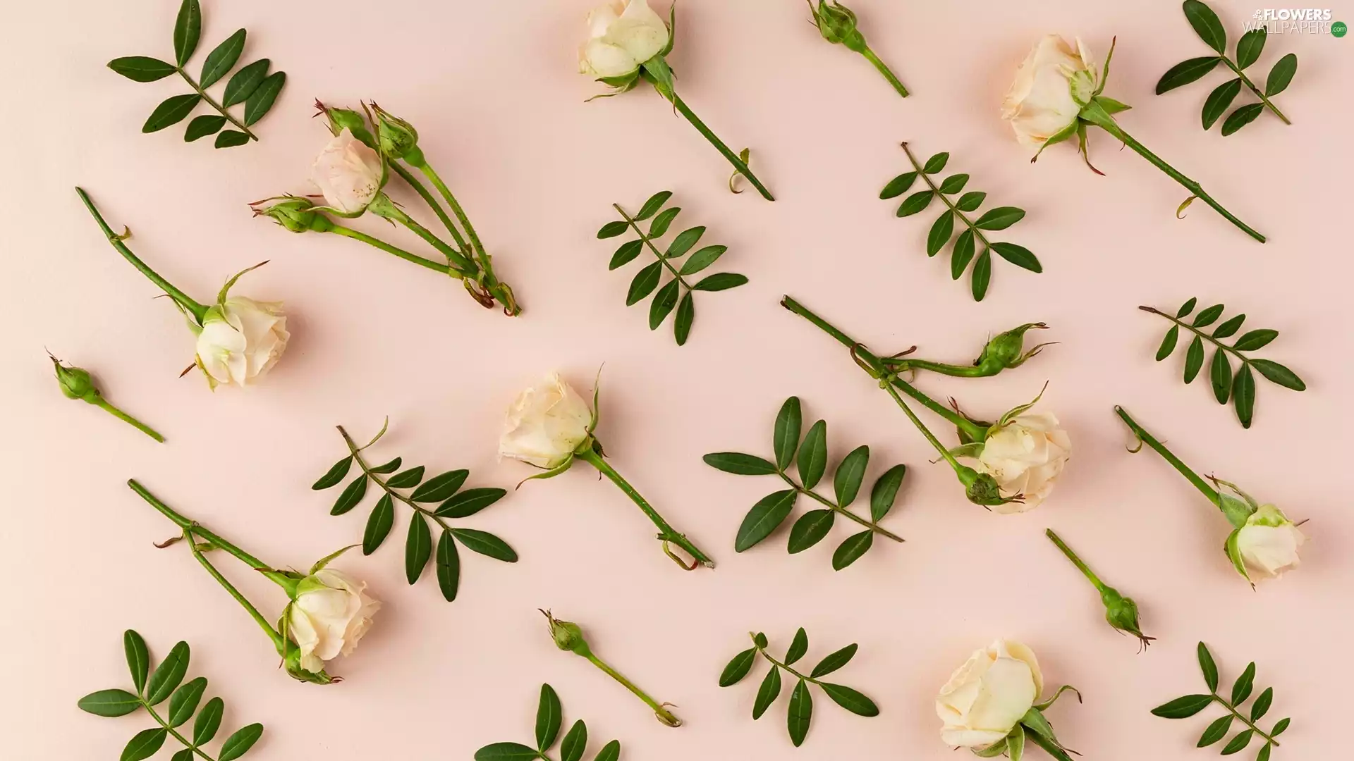 salmon, background, roses, leaves, White