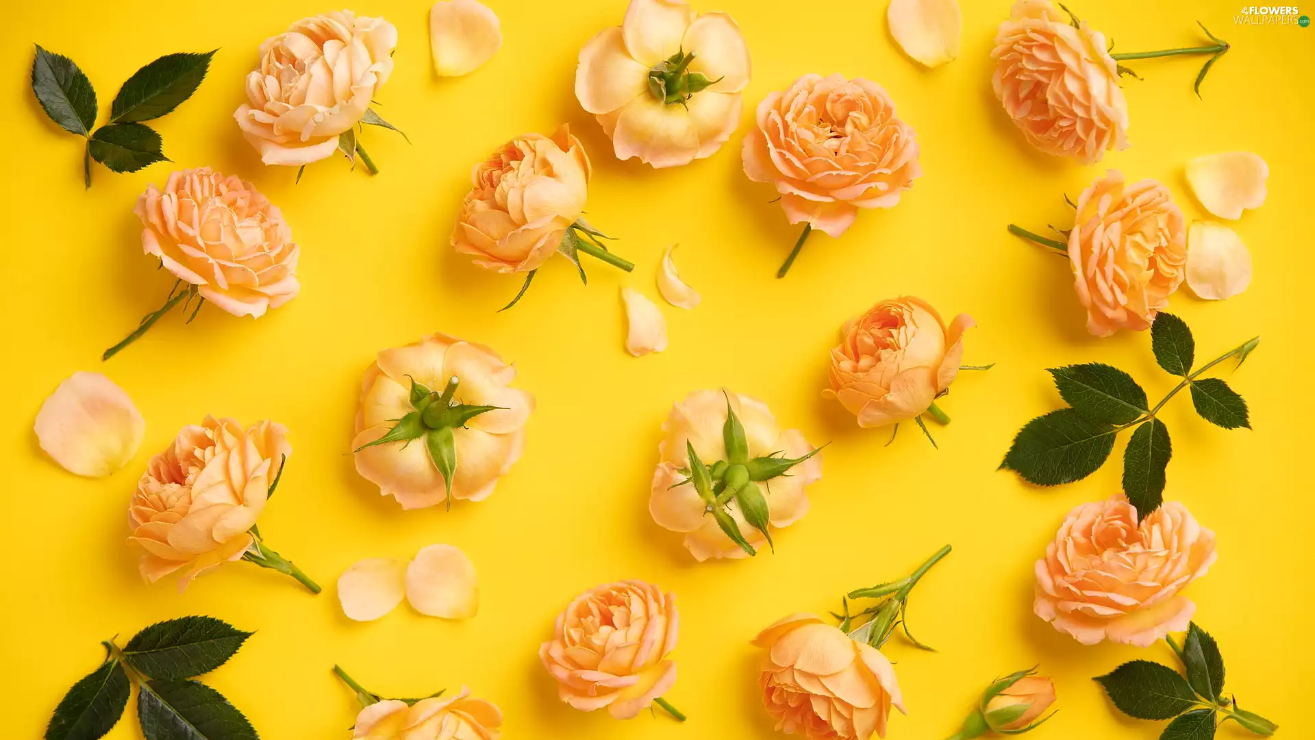Buds, Flowers, Yellow, background, Leaf, roses