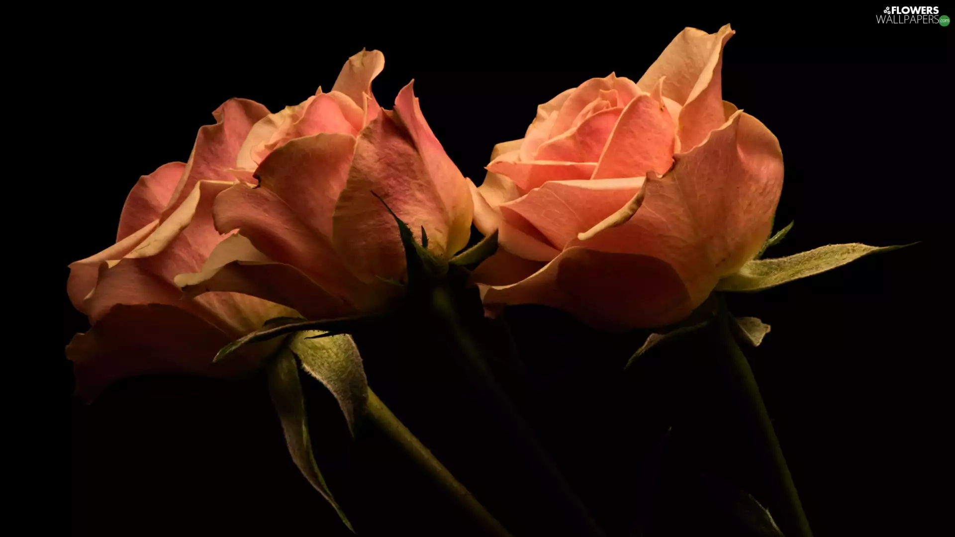 tea, Flowers, Black, background, roses, Three