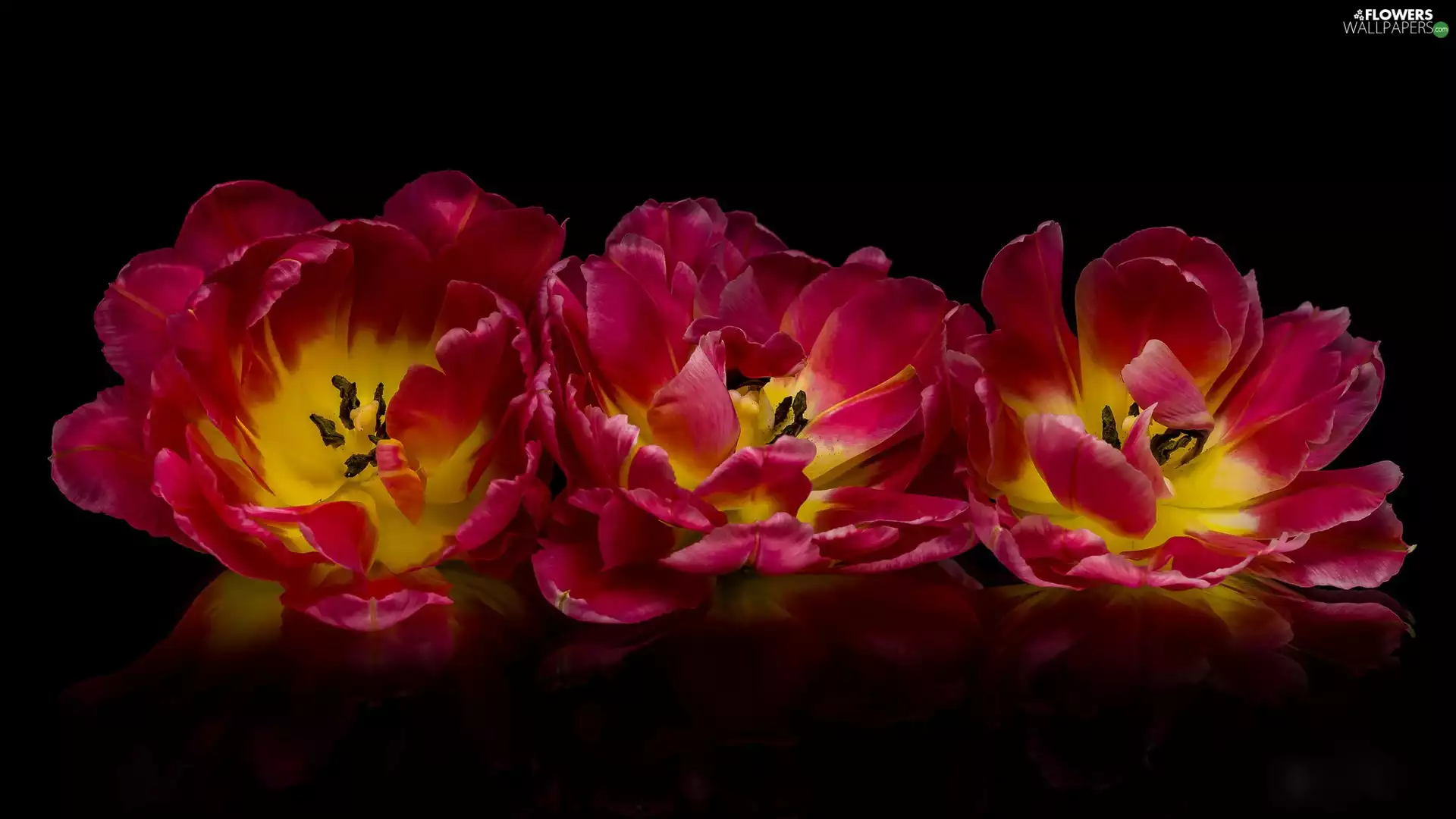 developed, Flowers, dark, background, Tulips, Three