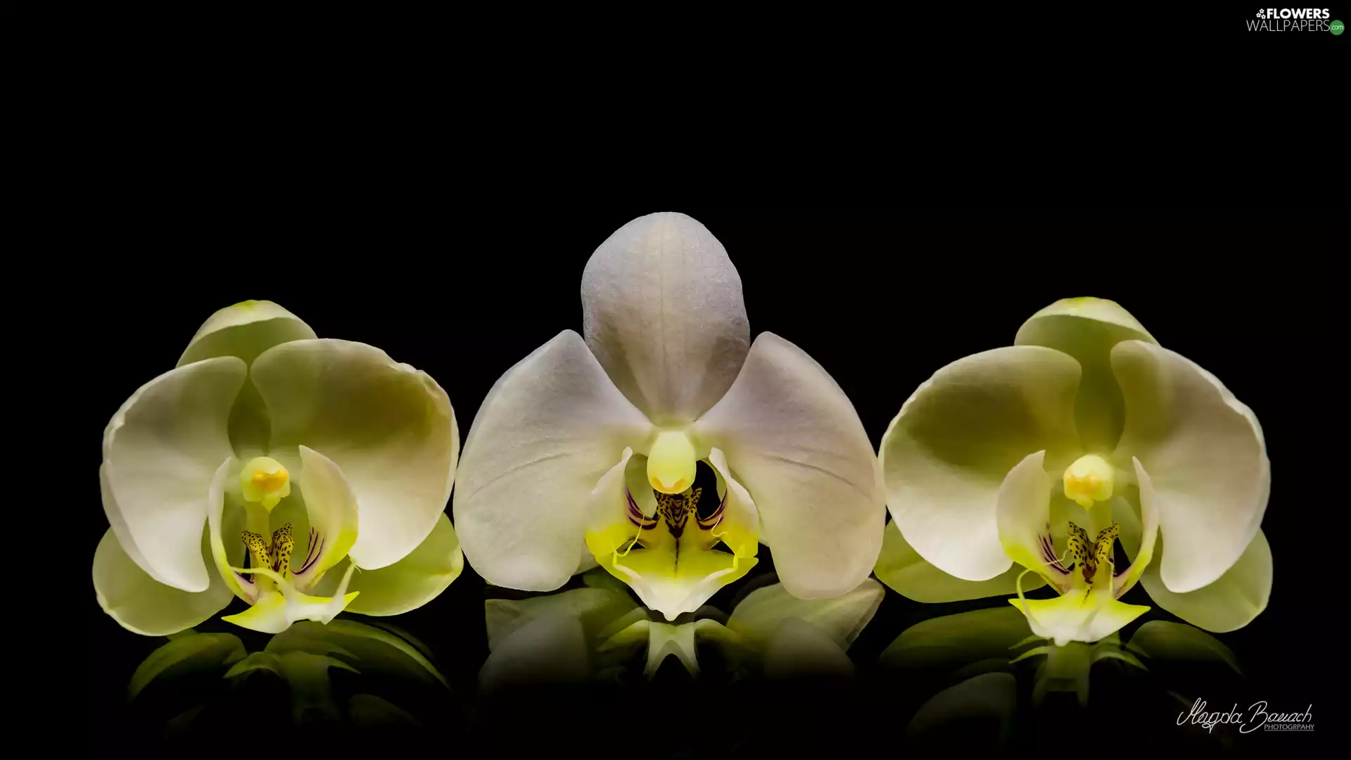 Black, background, Three, orchids, Flowers