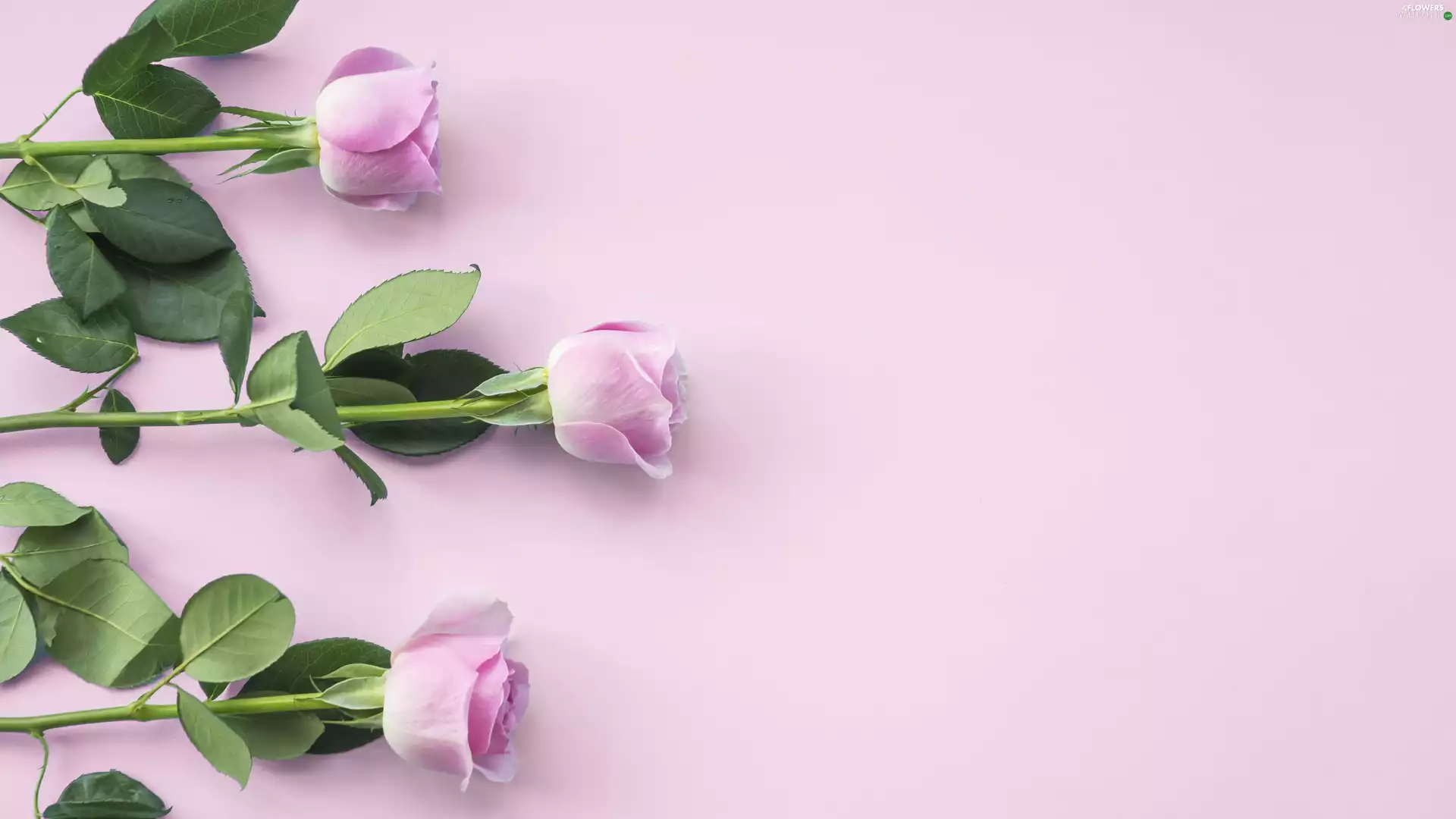 Pink, background, Three, roses, Flowers