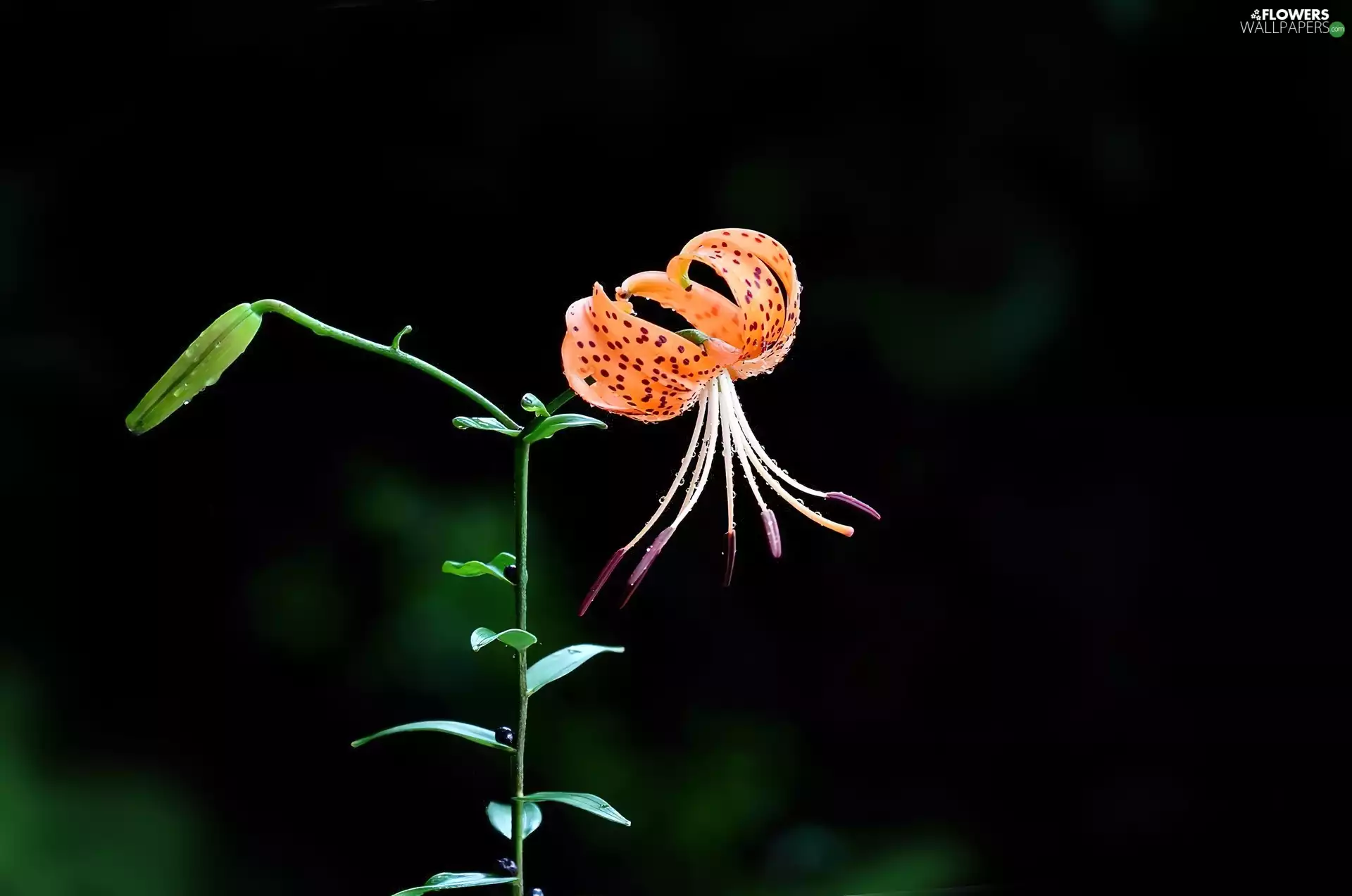 Tiger lily, Black, background