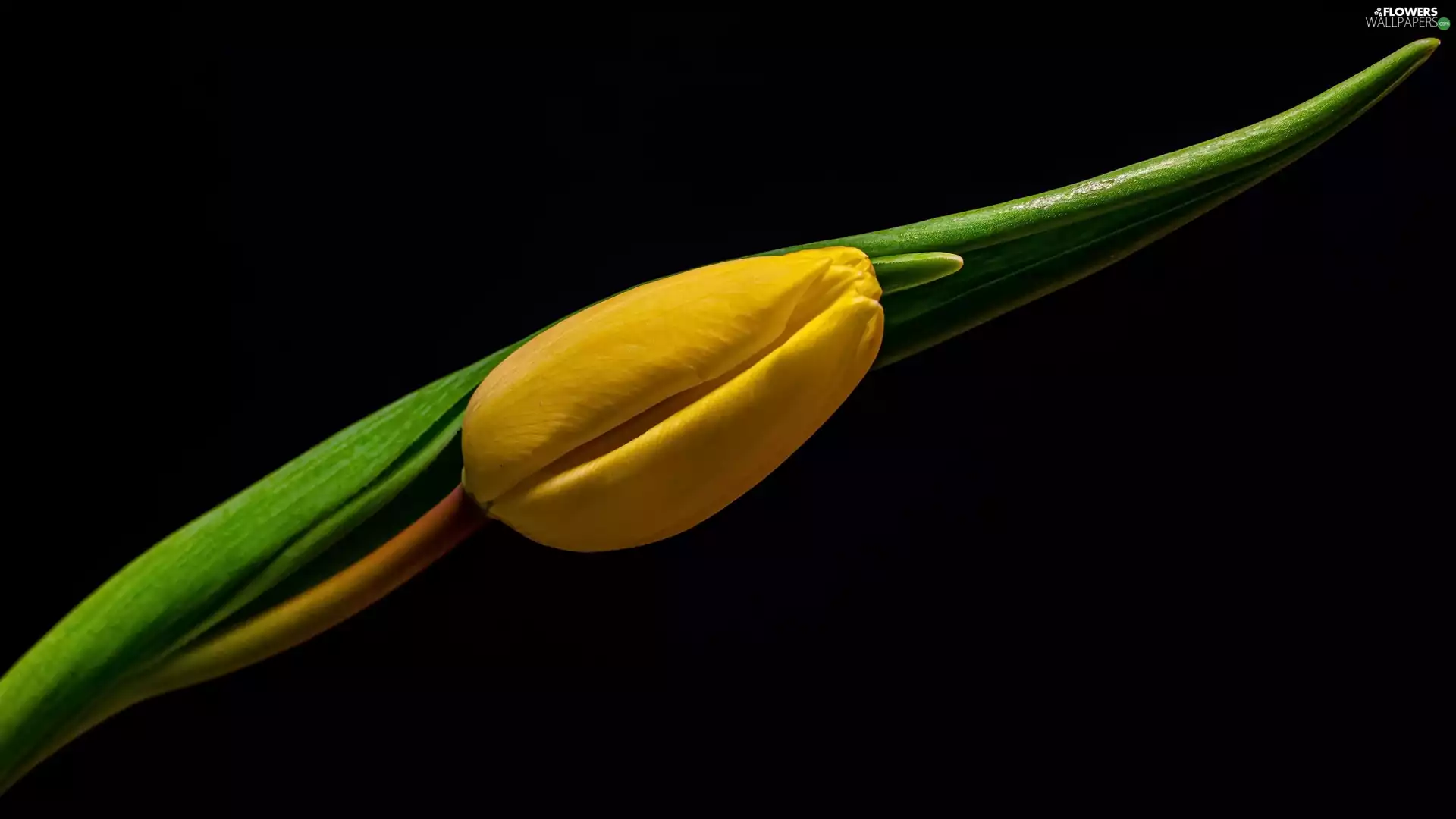 bud, Yellow, dark, background, Leaf, tulip