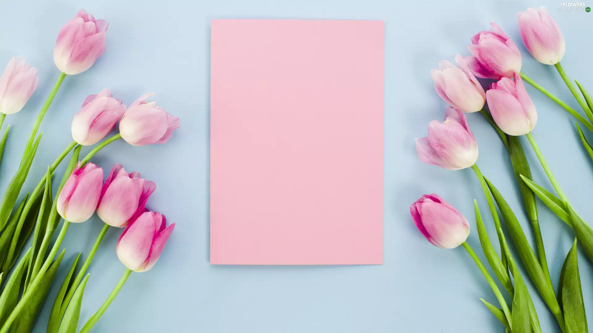 Pink, Flowers, Blue, background, card, Tulips
