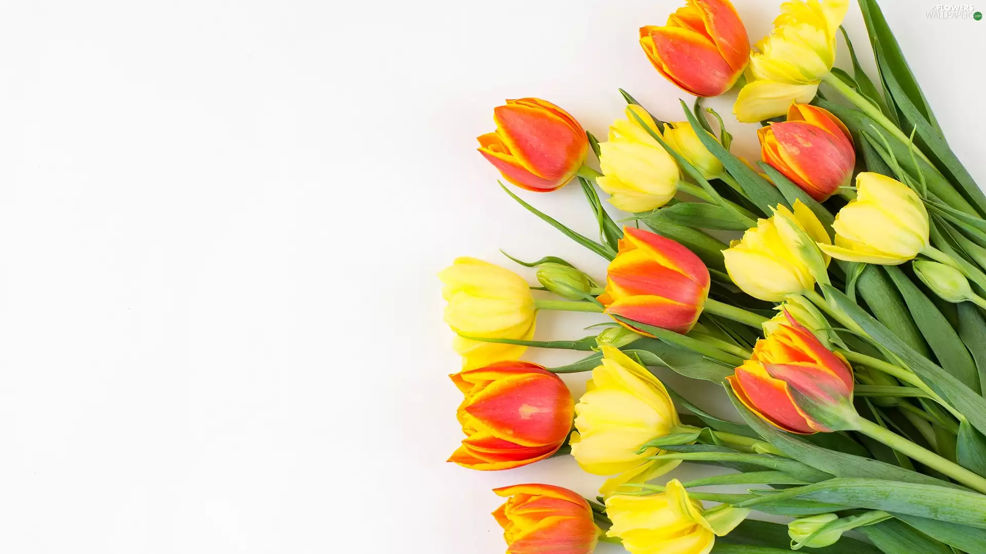 White, background, Tulips, bouquet, color