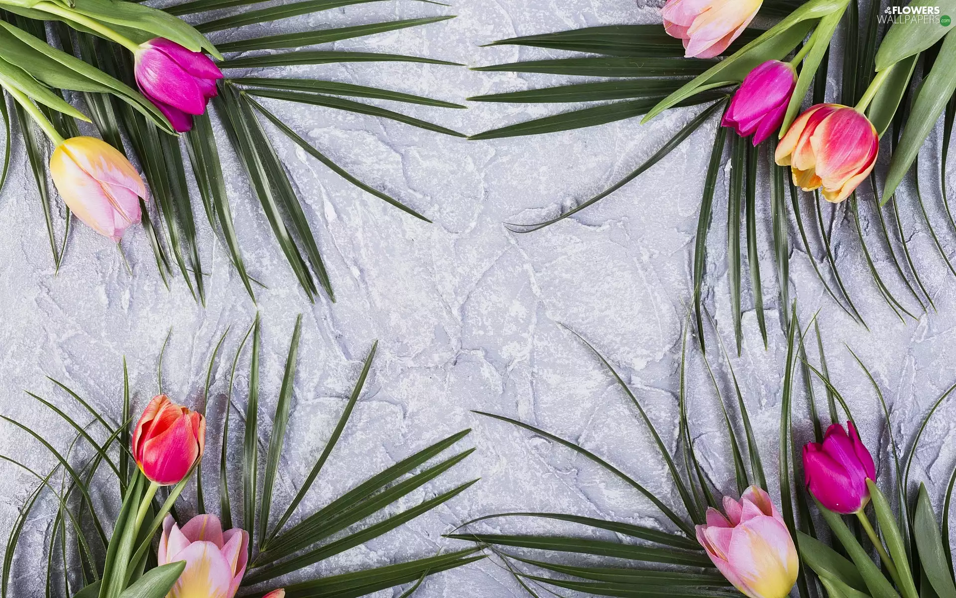 Grey, background, Tulips, Leaf, color