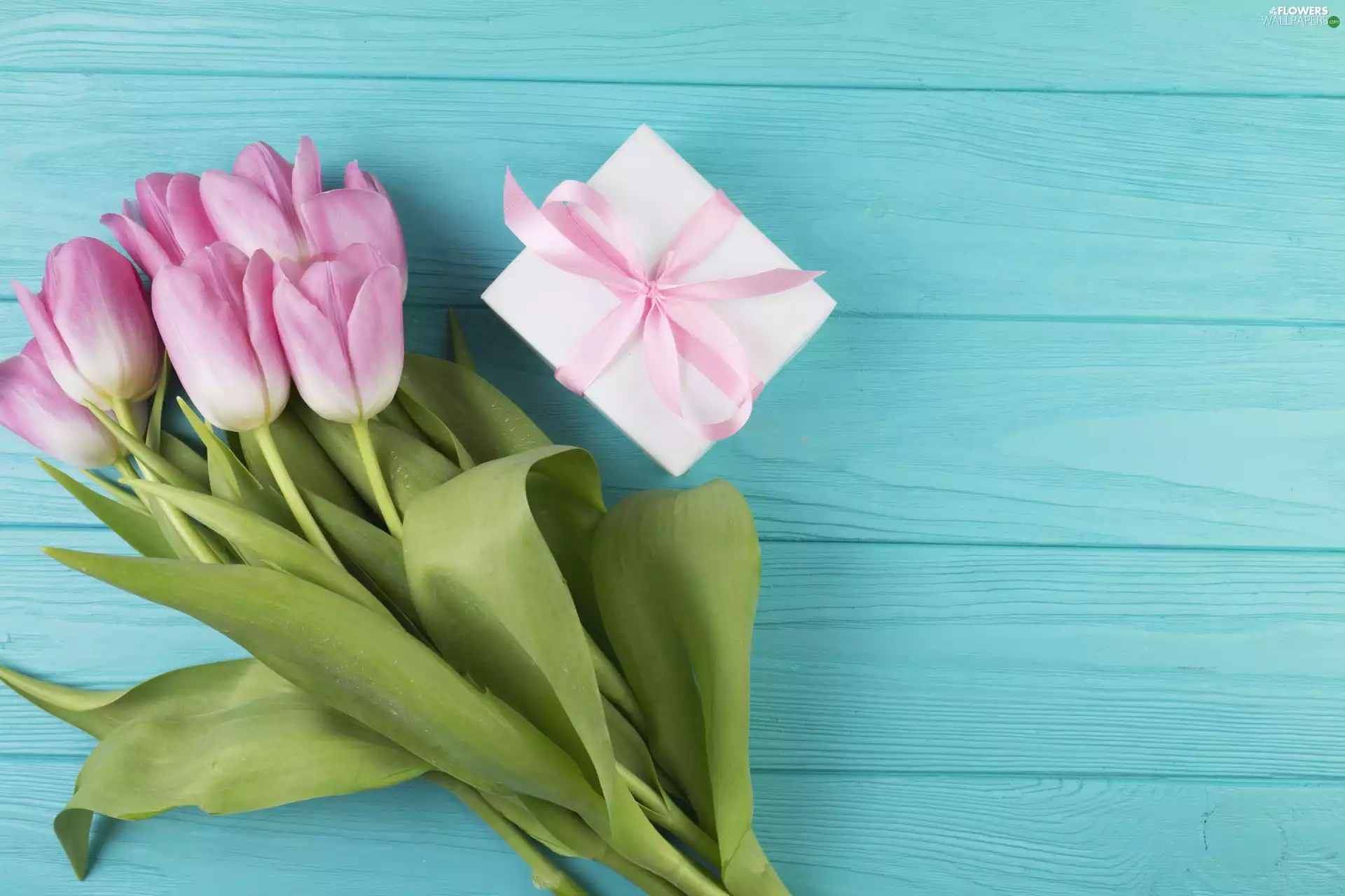 Blue, background, Tulips, Present, Flowers