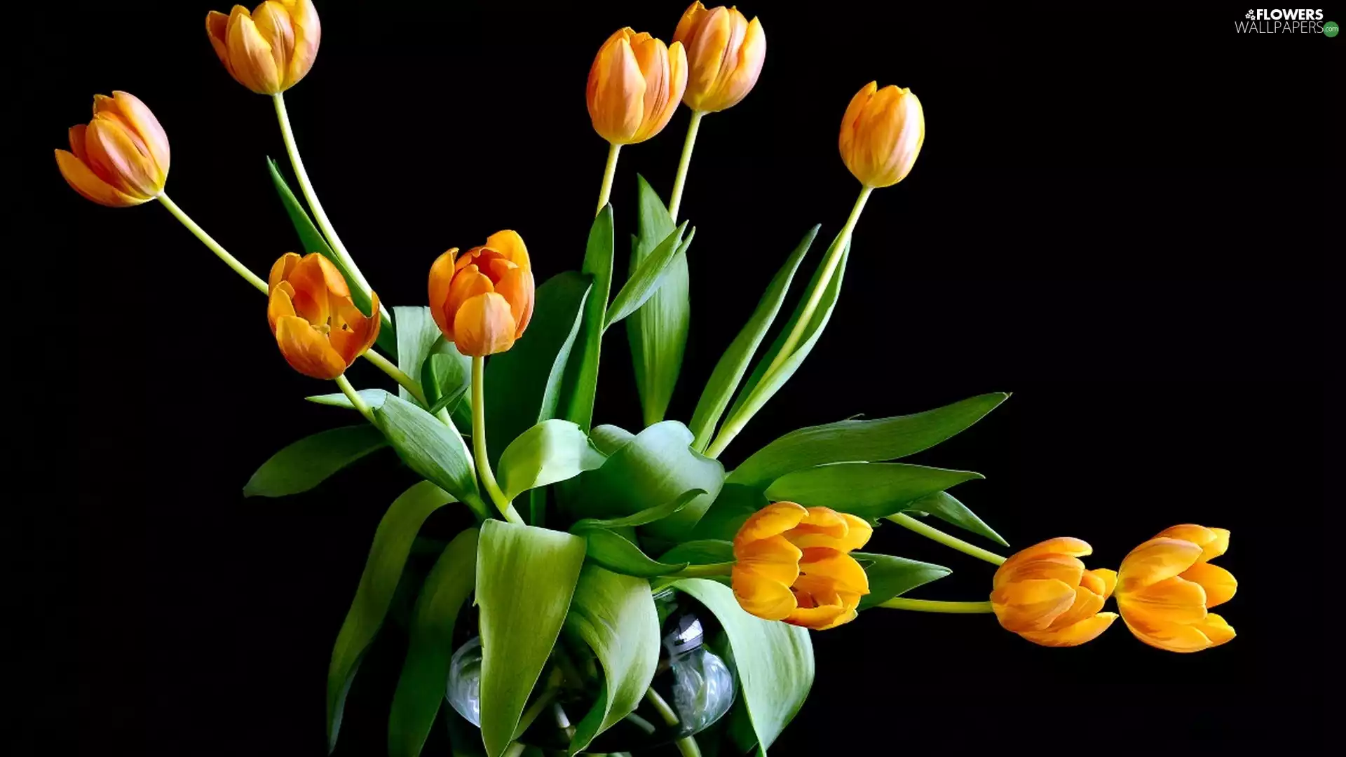 Black, background, Tulips, Vase, Orange