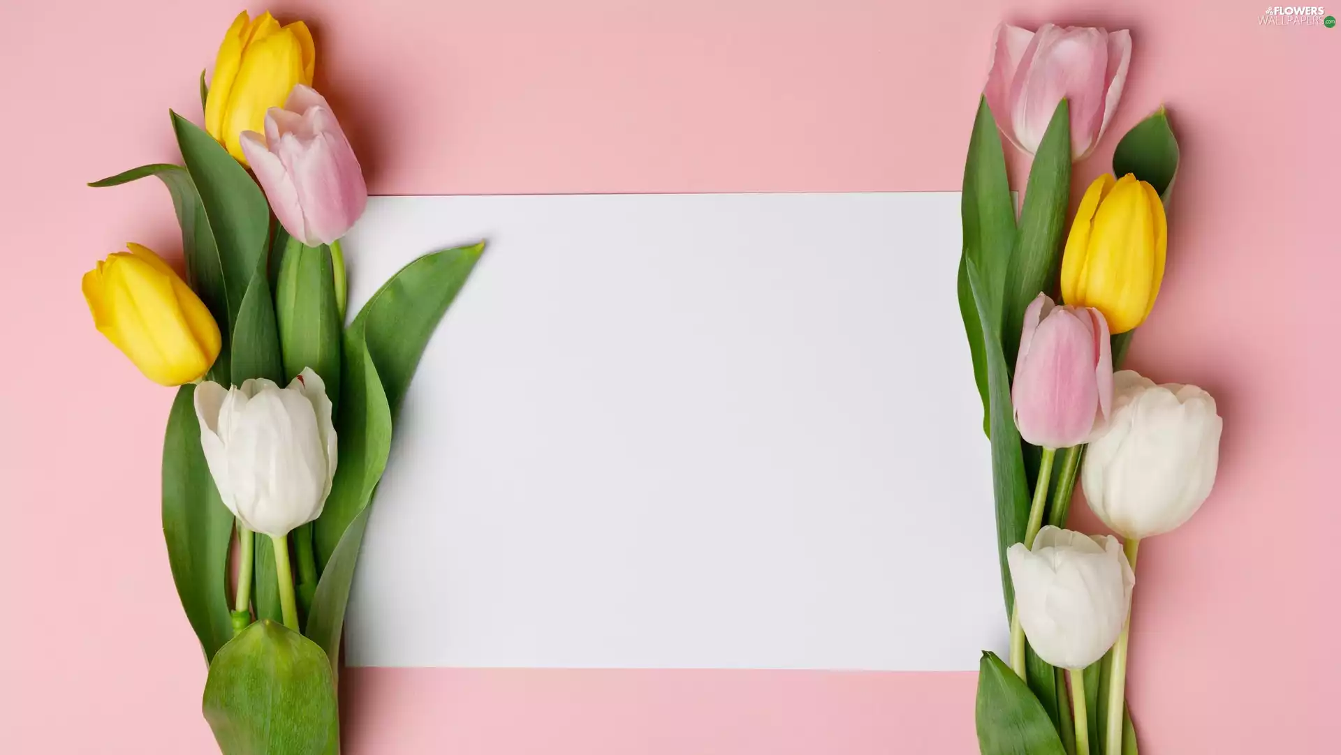 card, color, Pink, background, White, Tulips