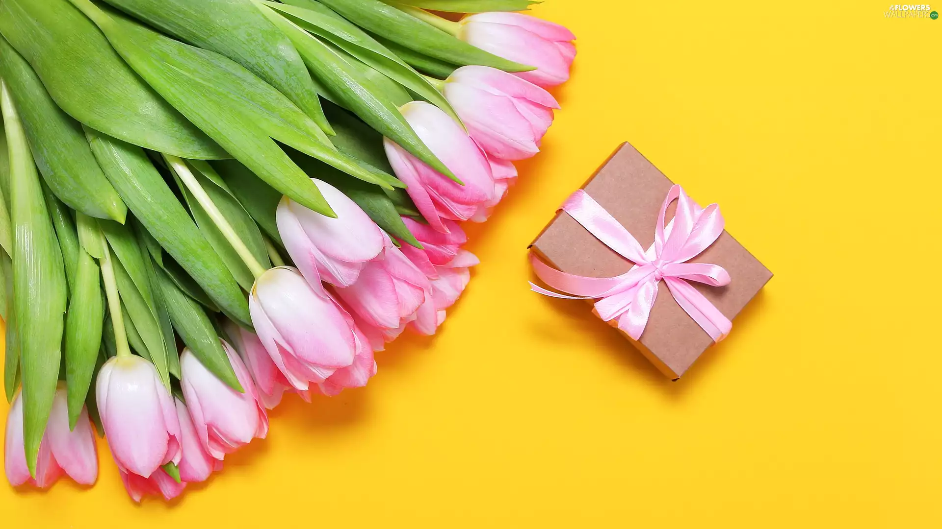 Yellow, background, Tulips, Present, Pink