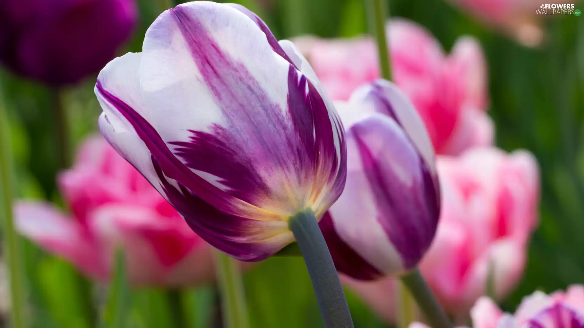 blurry background, Tulips, White-Purple