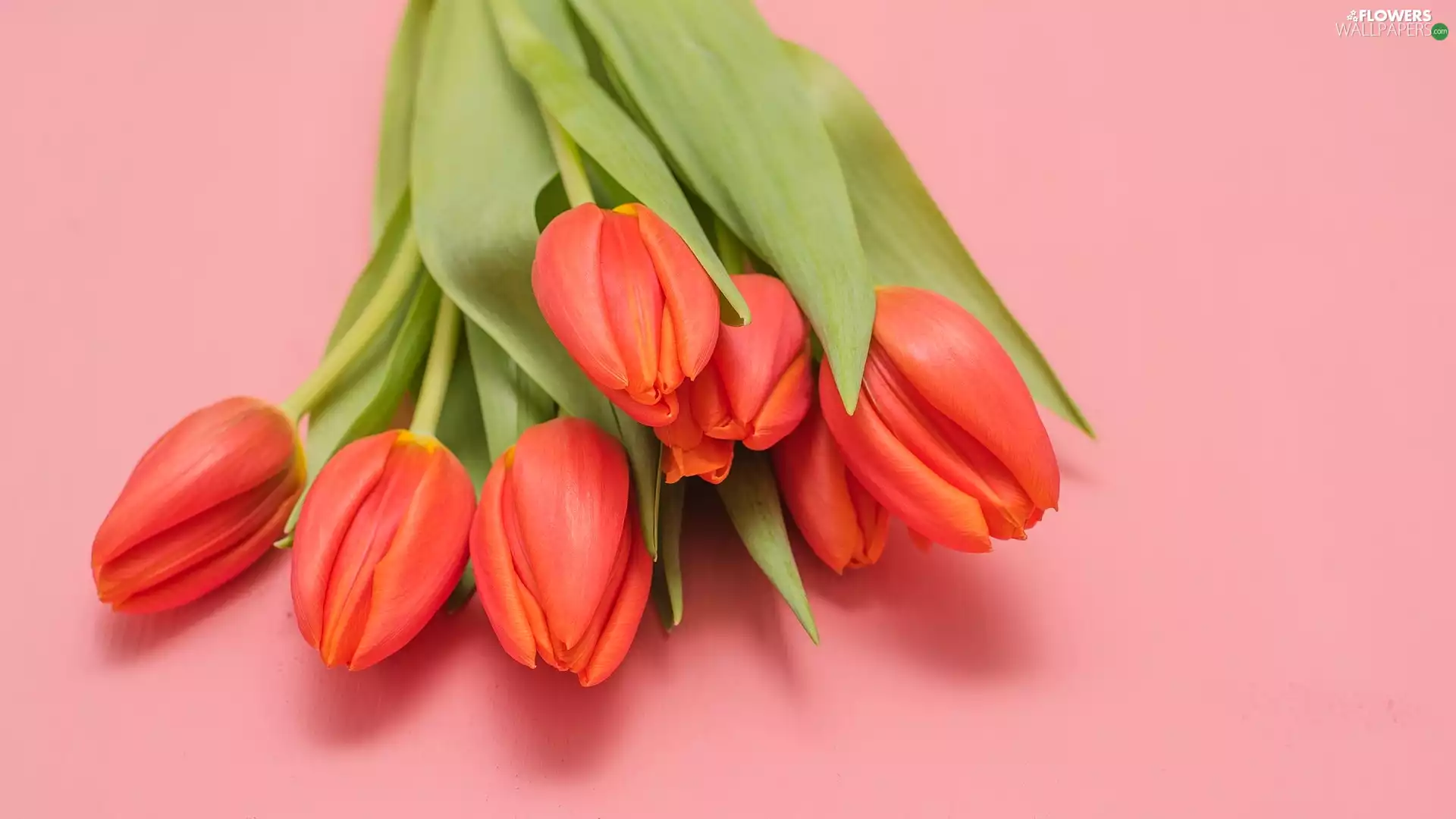 Pink, background, Tulips, bouquet, Red