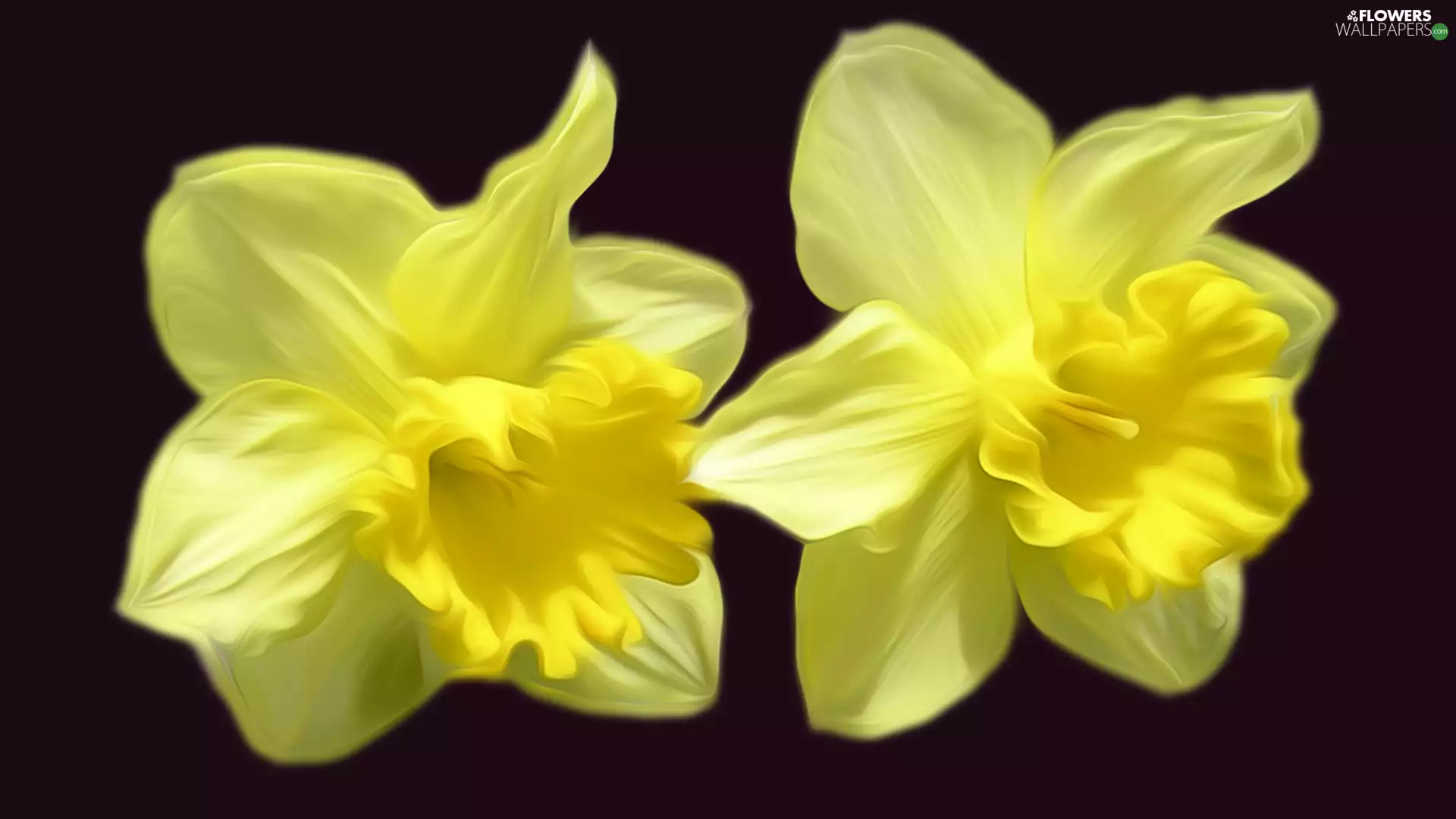 black background, Two cars, Jonquil