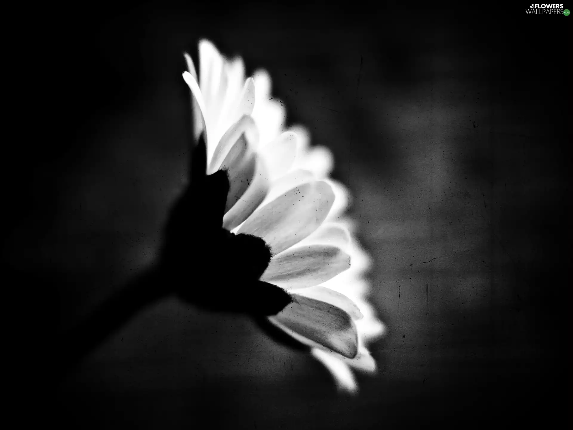 White, Black, background, Gerbera