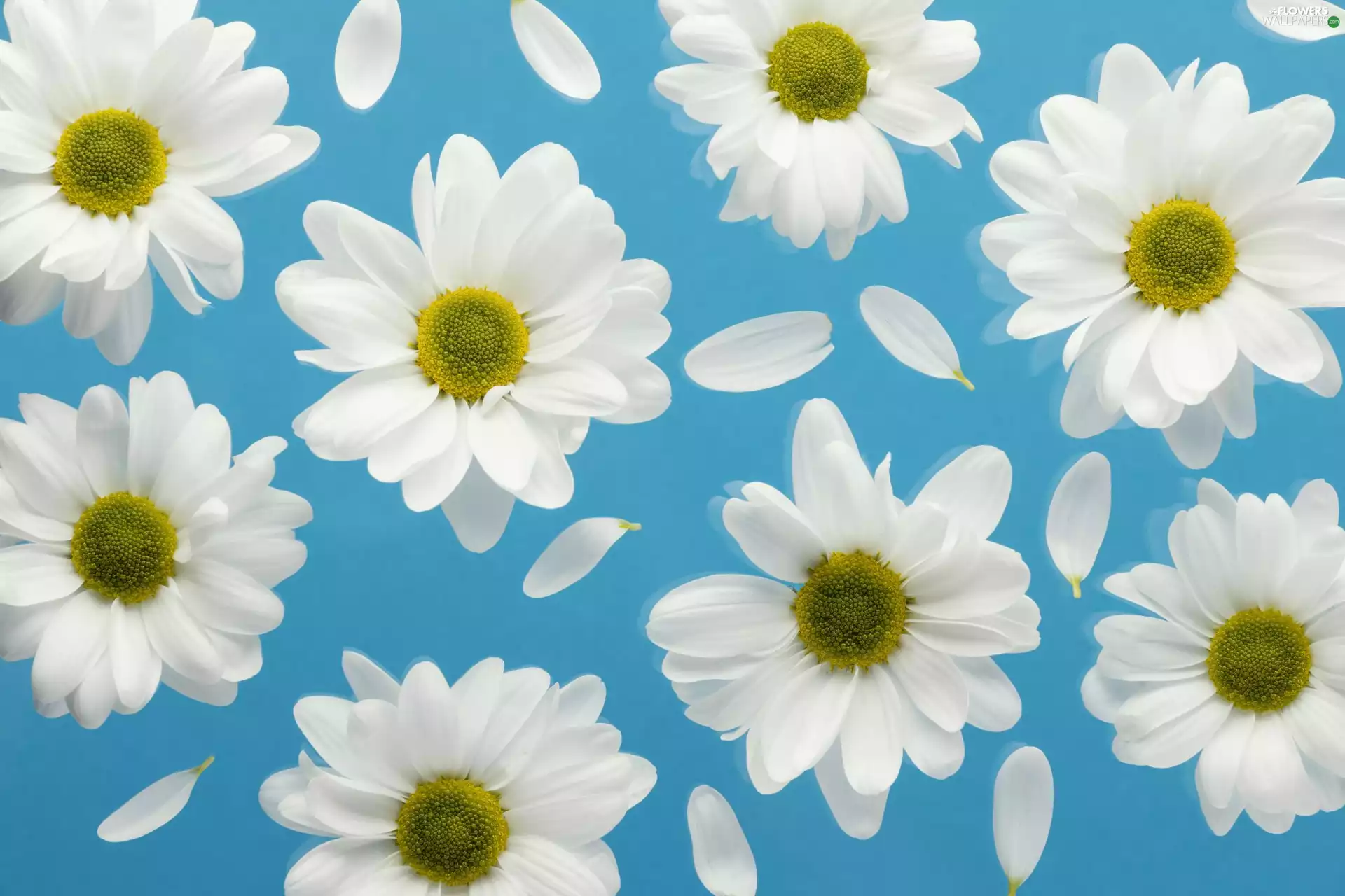 Chrysanthemums, Flowers, Blue, background, flakes, White