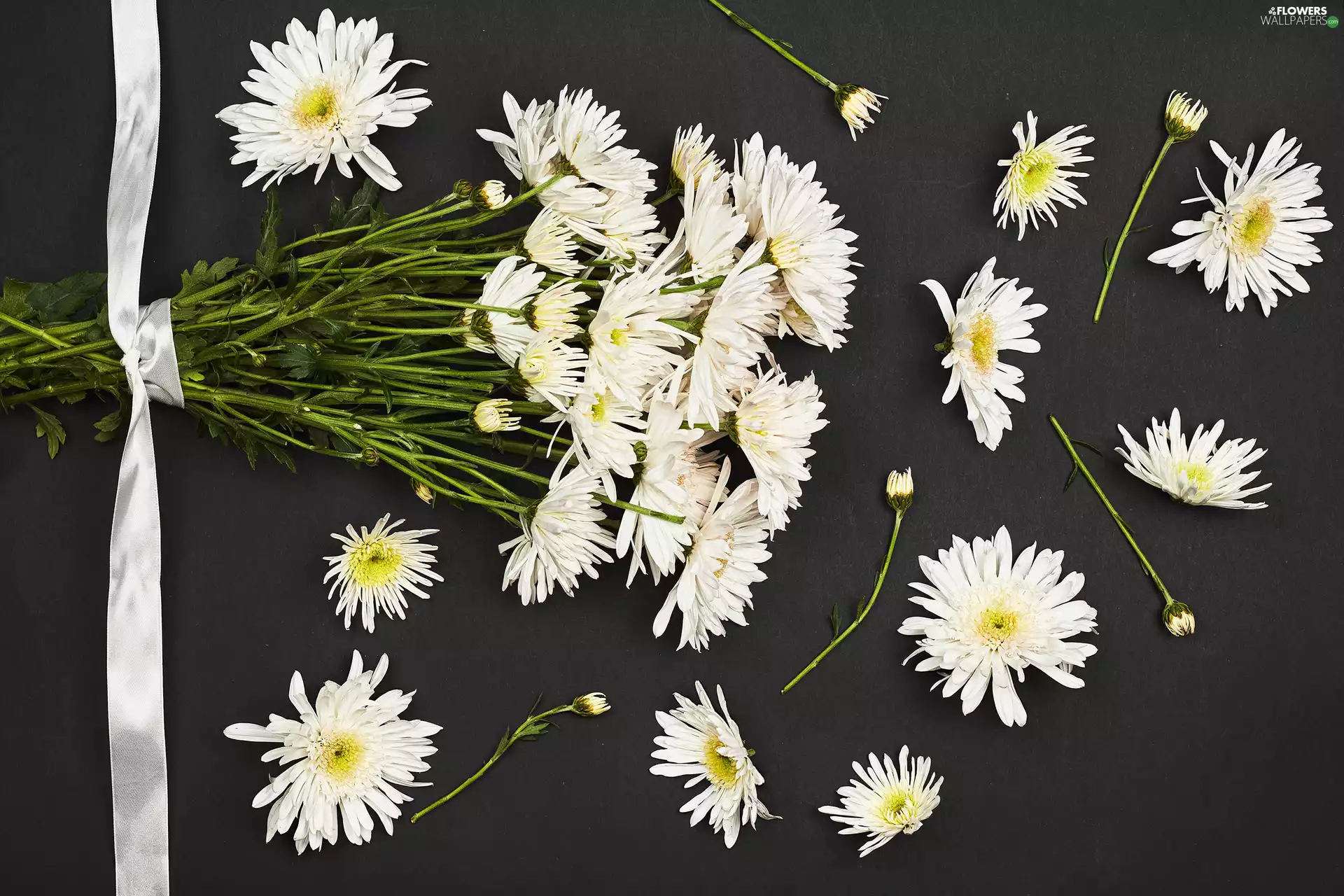 Chrysanthemums, Flowers, dark, background, ribbon, White