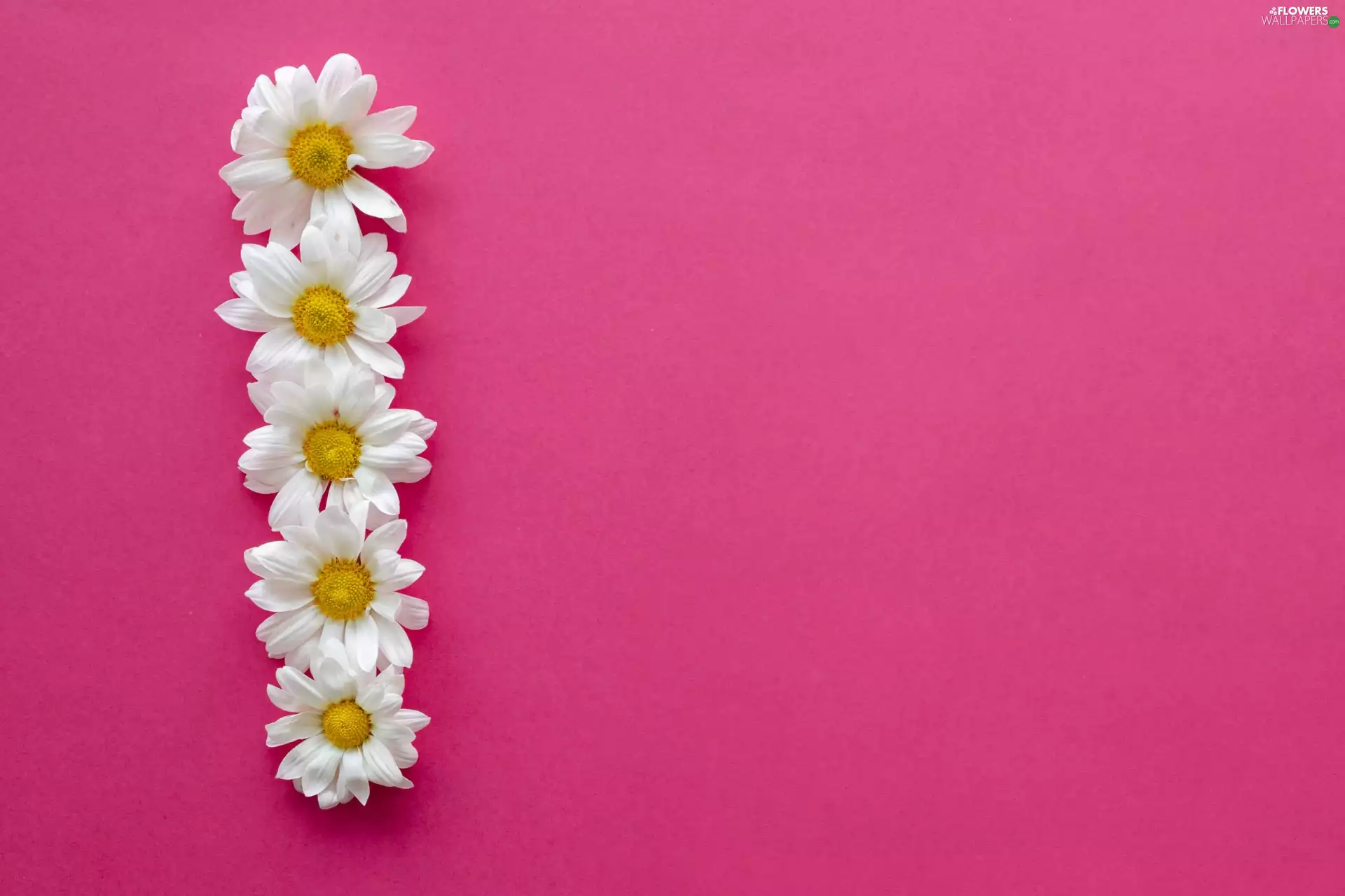 Pink, background, White, daisies, Flowers