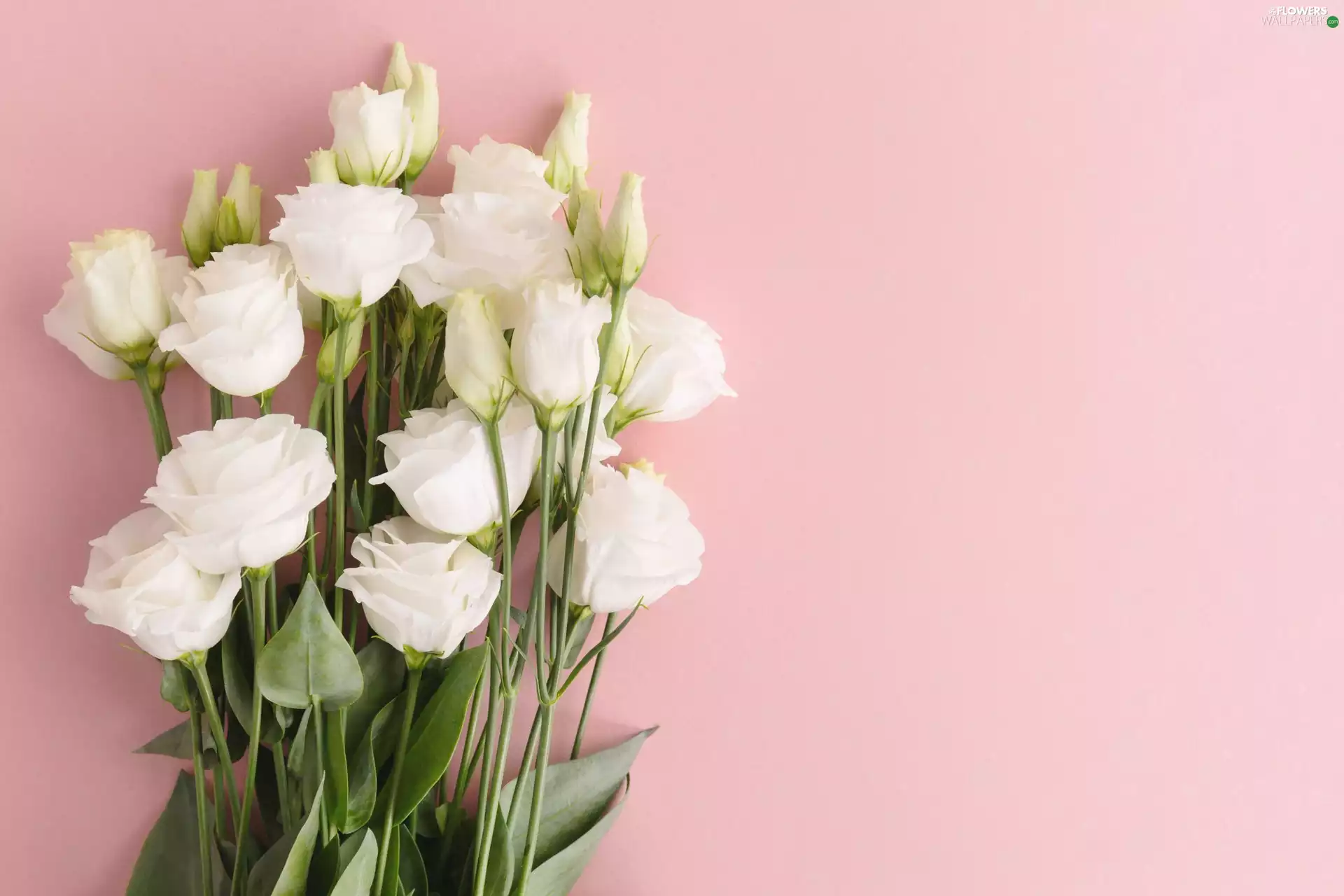 Pink, background, White, Eustomy, Flowers