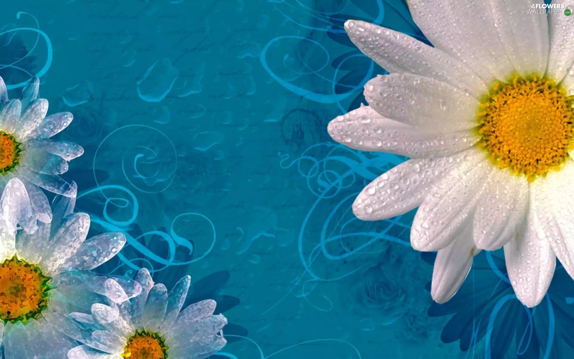 Blue, background, White, daisy, graphics