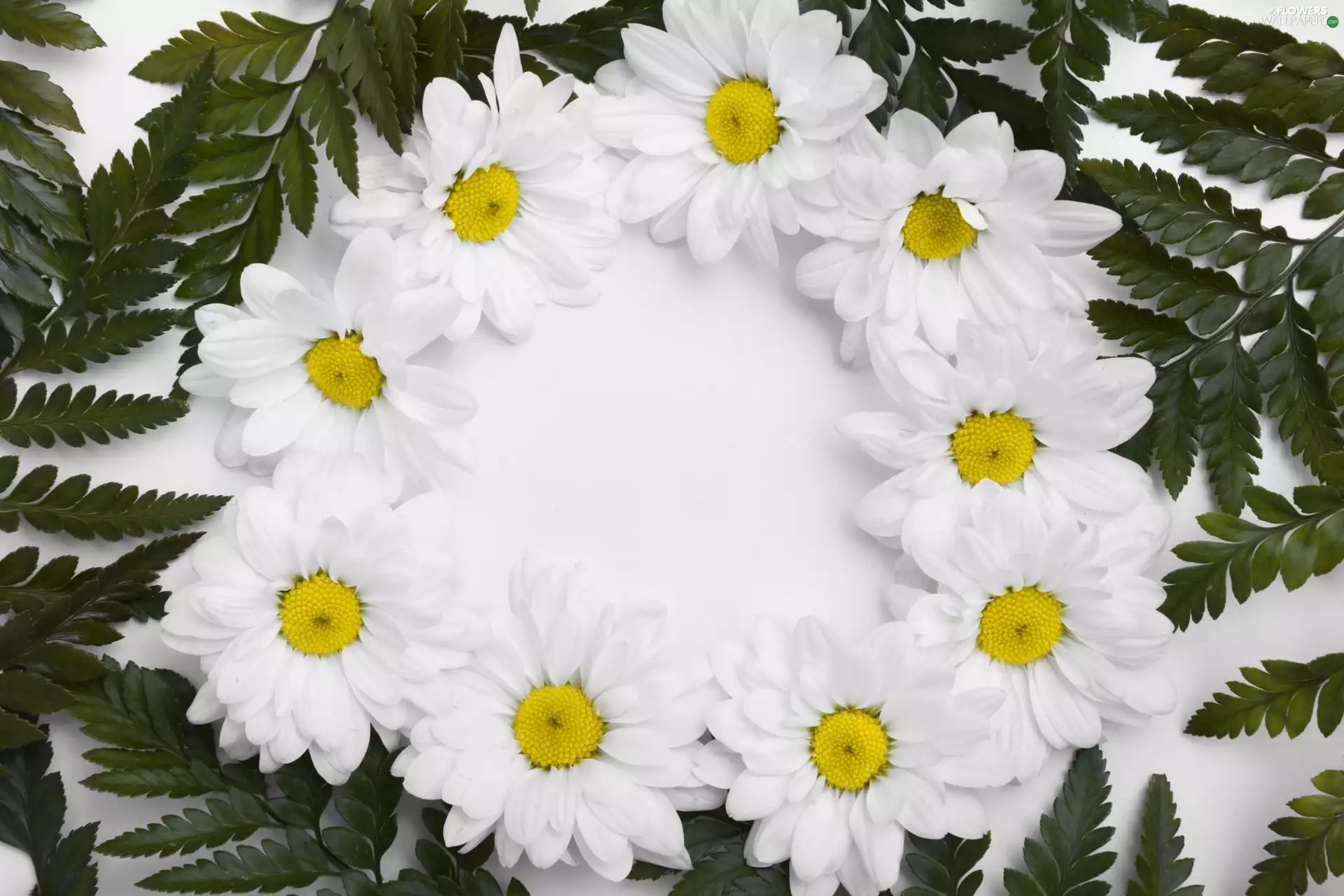 Chrysanthemums, Flowers, White, background, Leaf, White