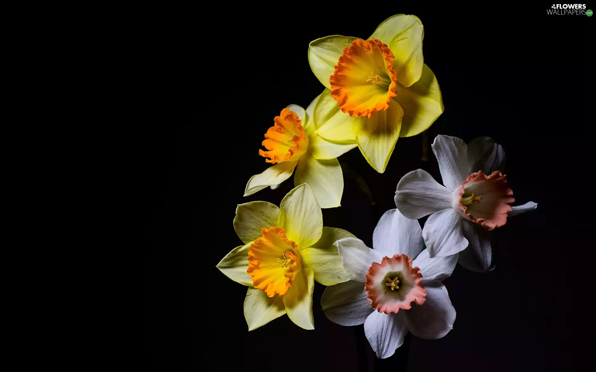 White, Flowers, Black, background, narcissus, Yellow