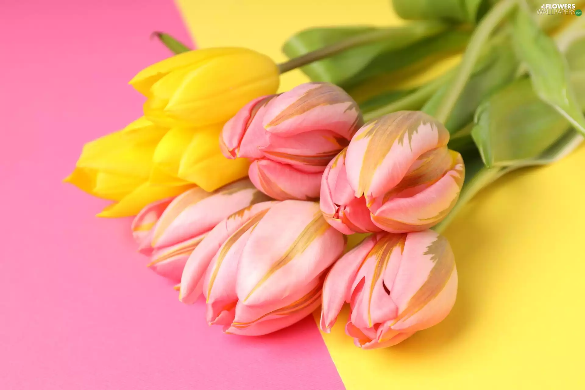 Pink, Flowers, color, background, Tulips, Yellow