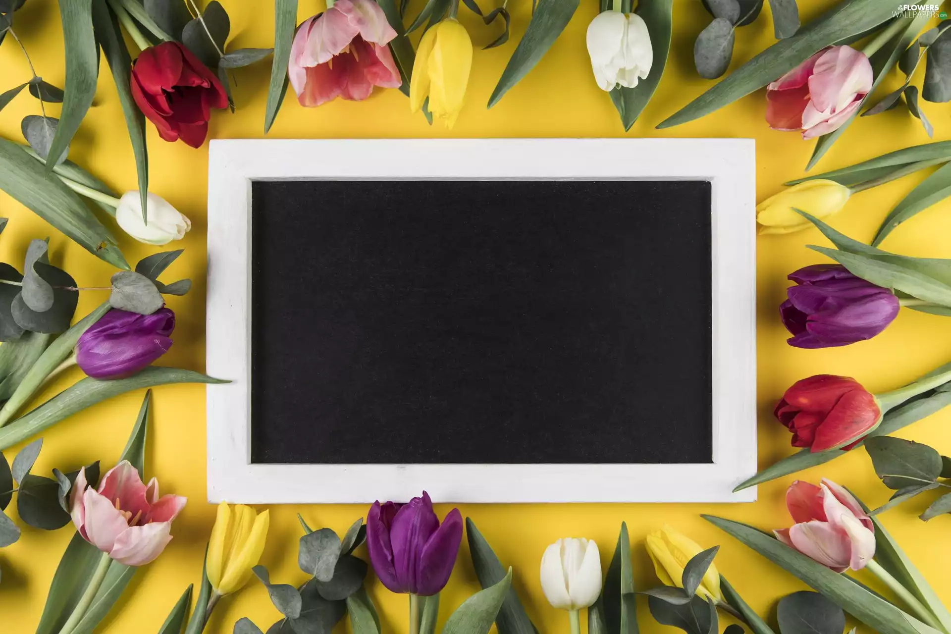 Tulips, Flowers, Yellow, background, plate, Different colored
