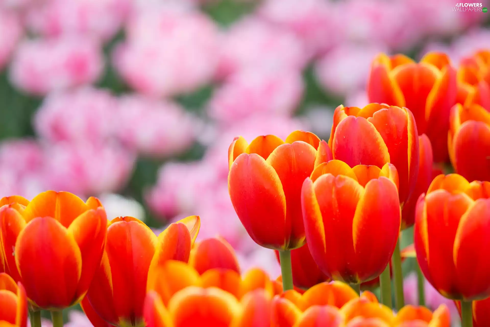 Tulips, red, fuzzy, background, Pink, Yellow