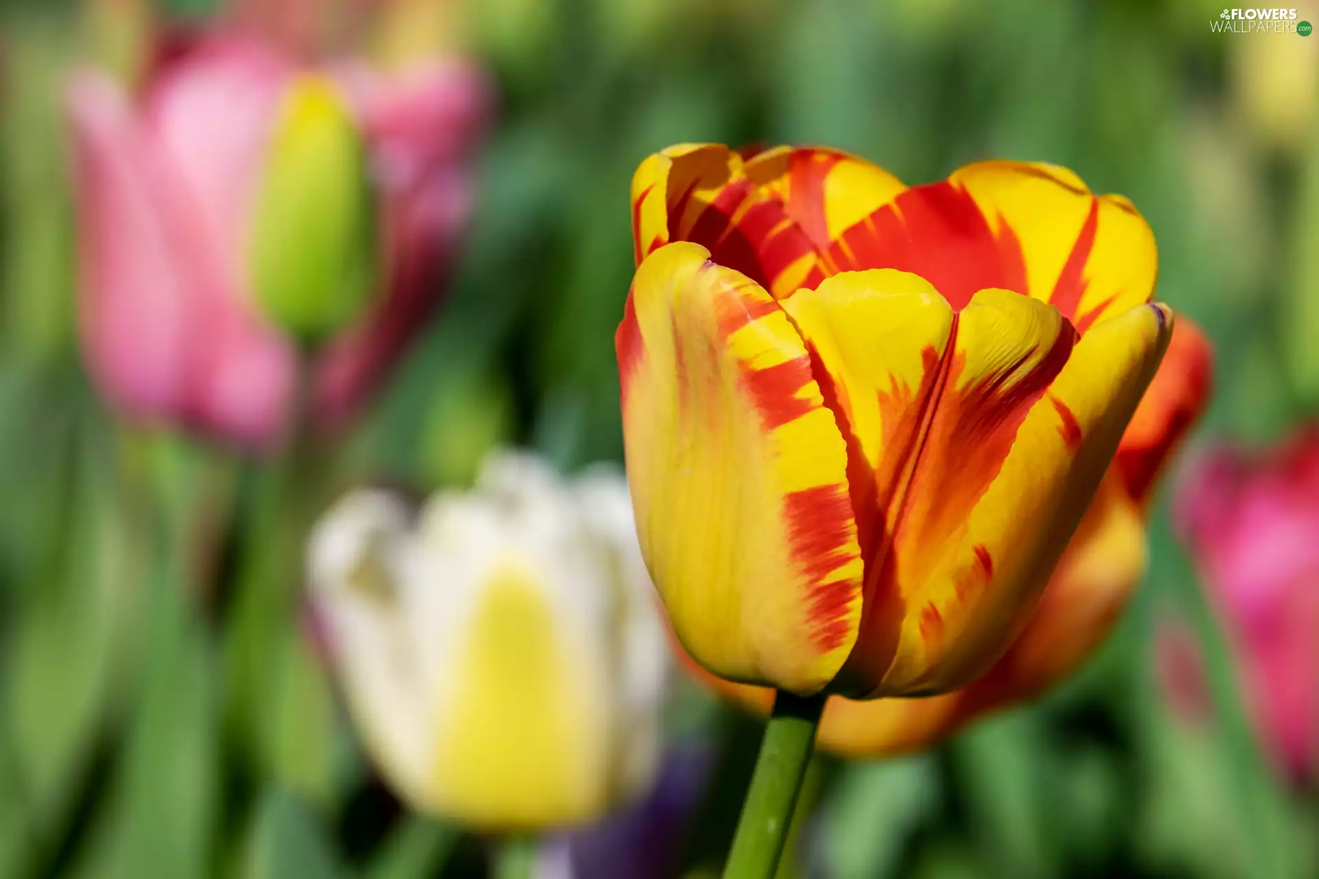 blurry background, Yellow-Red, tulip