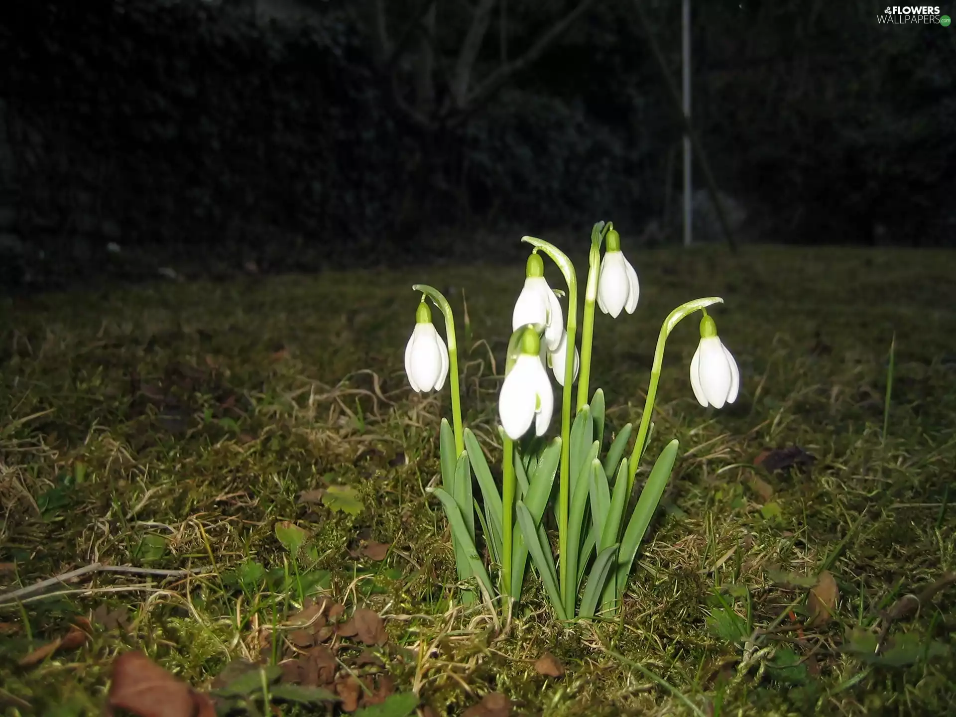Backlight, snowdrops, Night