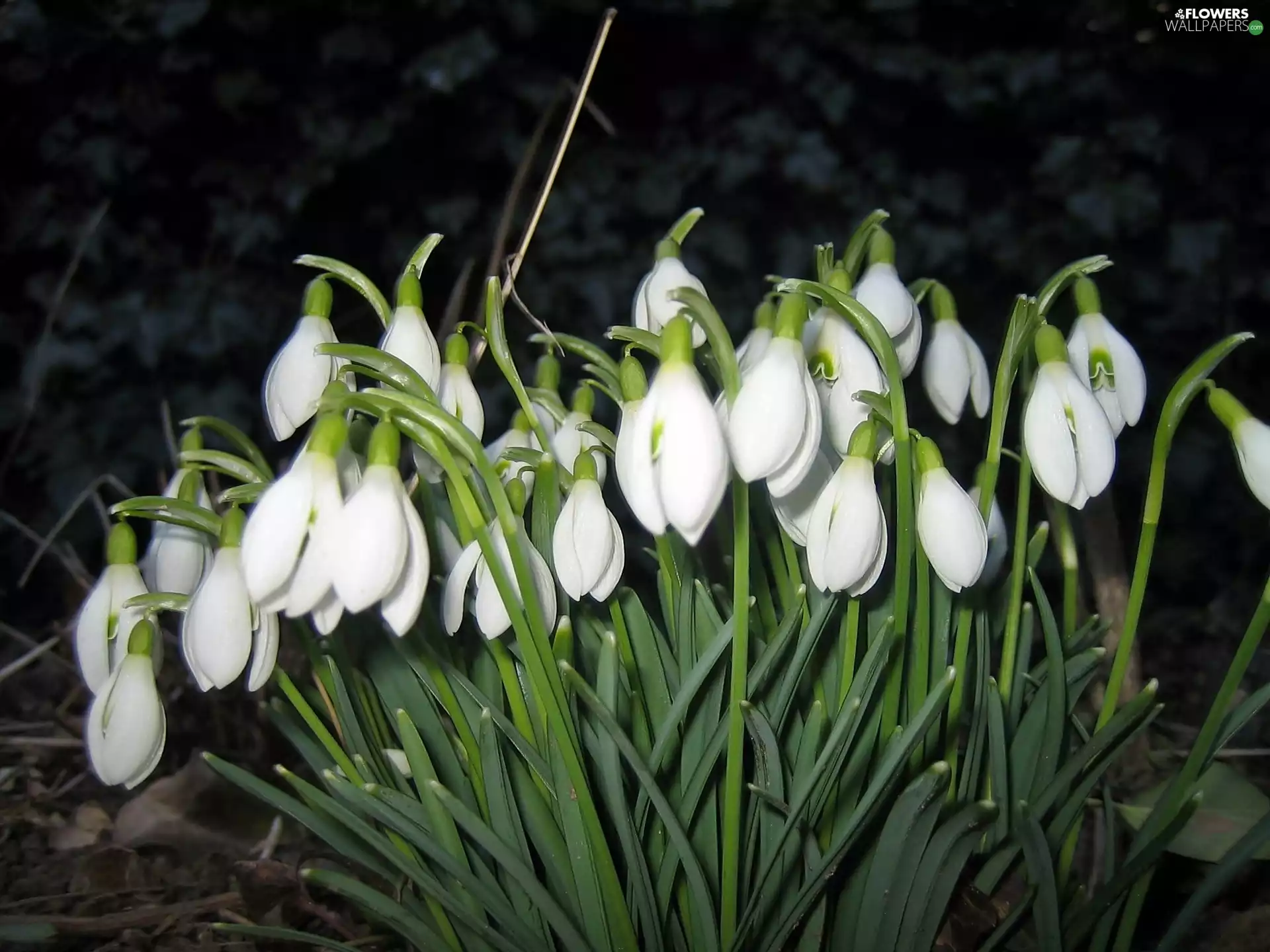 Backlight, snowdrops, Night