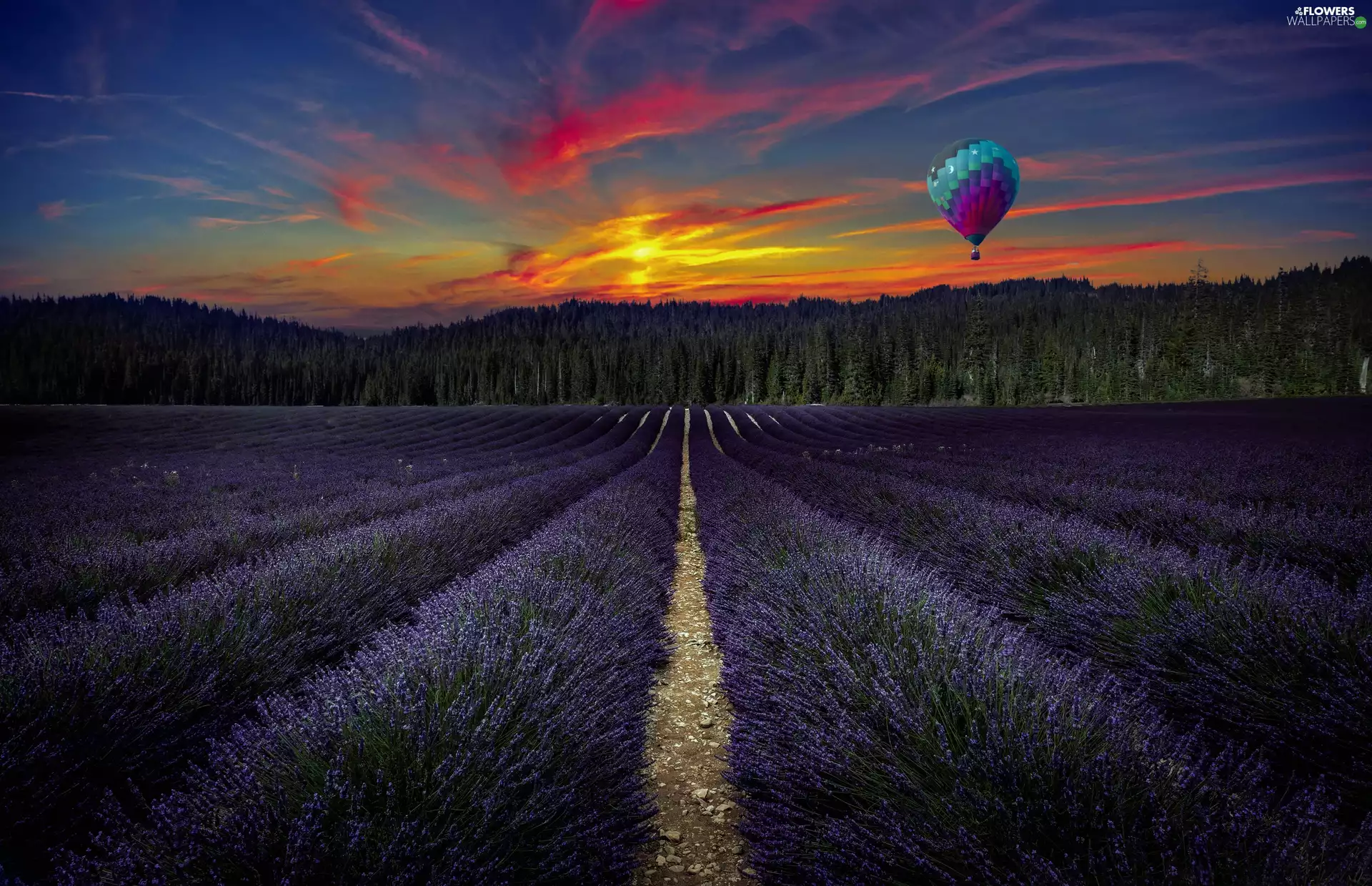 forest, lavender, viewes, Balloon, trees, Field