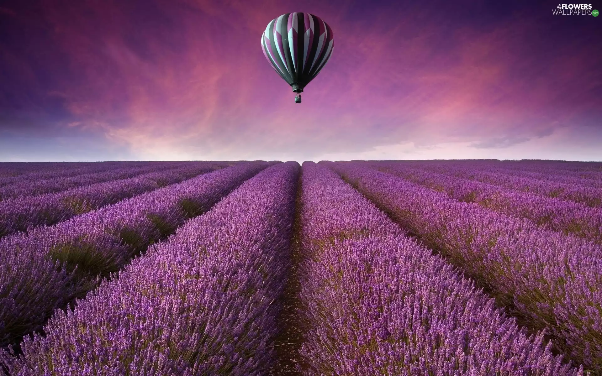 Balloon, Field, lavender