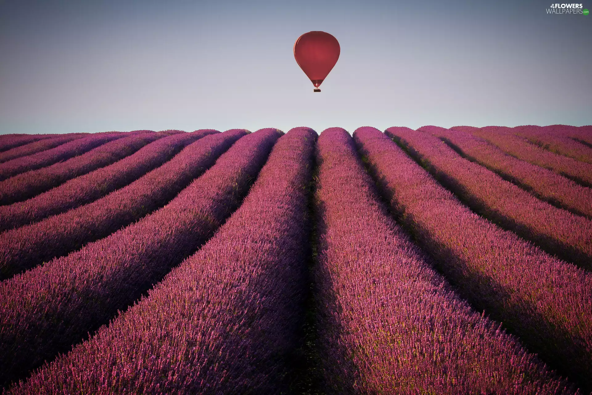 lavender, Balloon