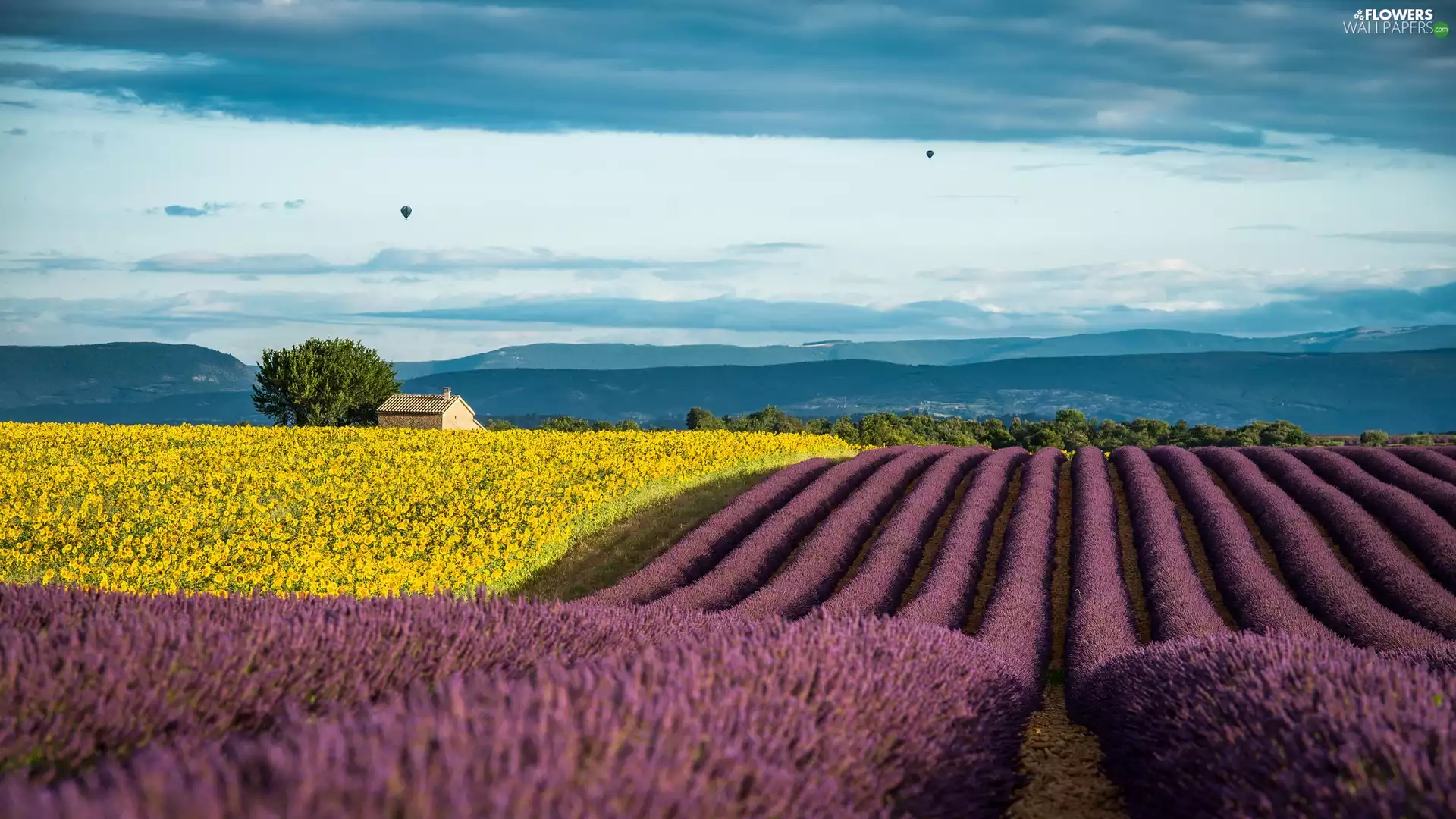 lavender, Ballooning, Provence, Field, France