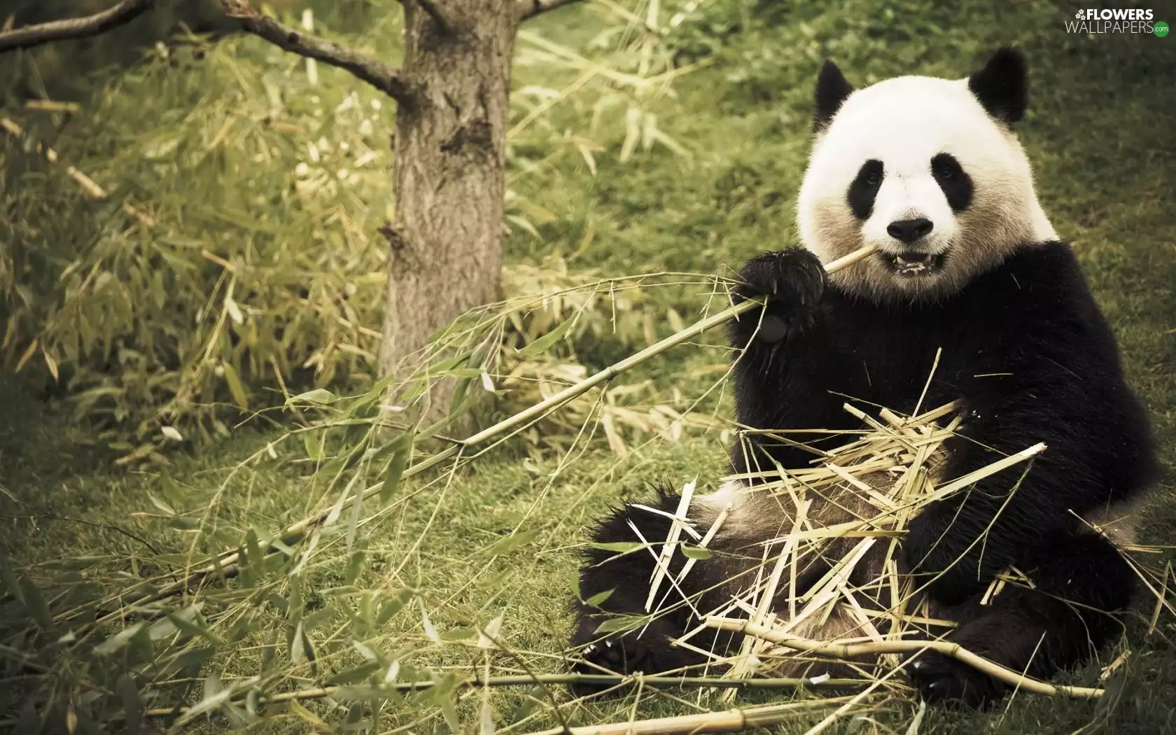 bamboo, zpabda, forest