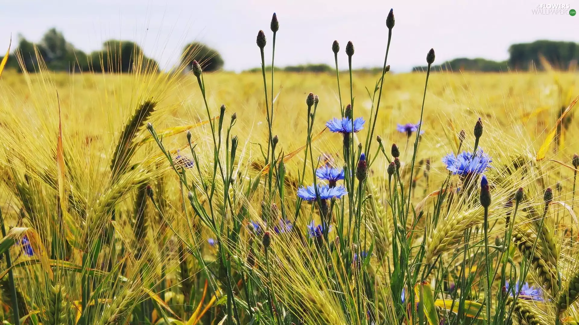 Field, Flowers, cornflowers, barley