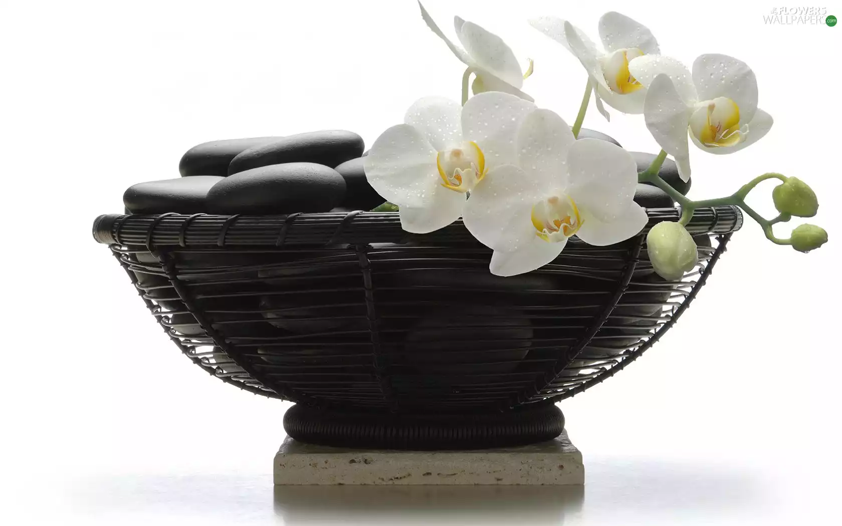 basket, orchids, Black
