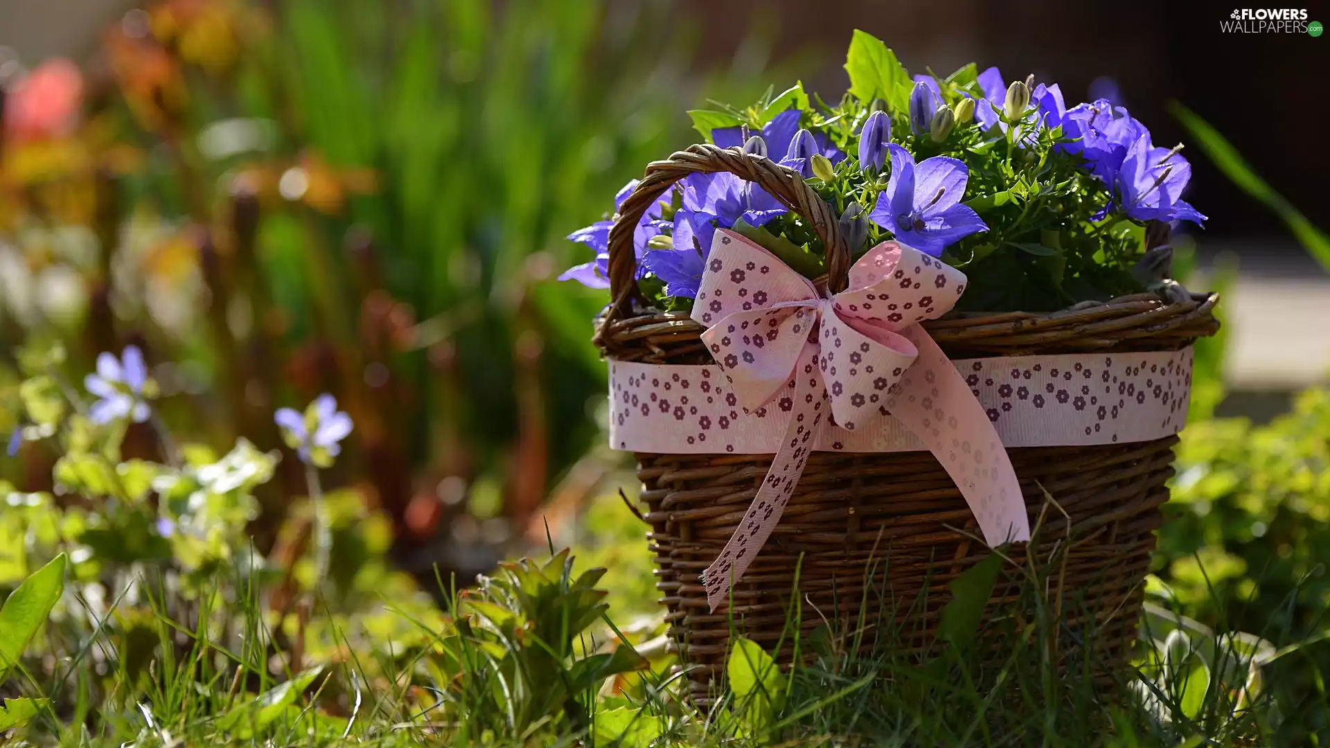 Campanula Portenschlagiana, decorative, basket