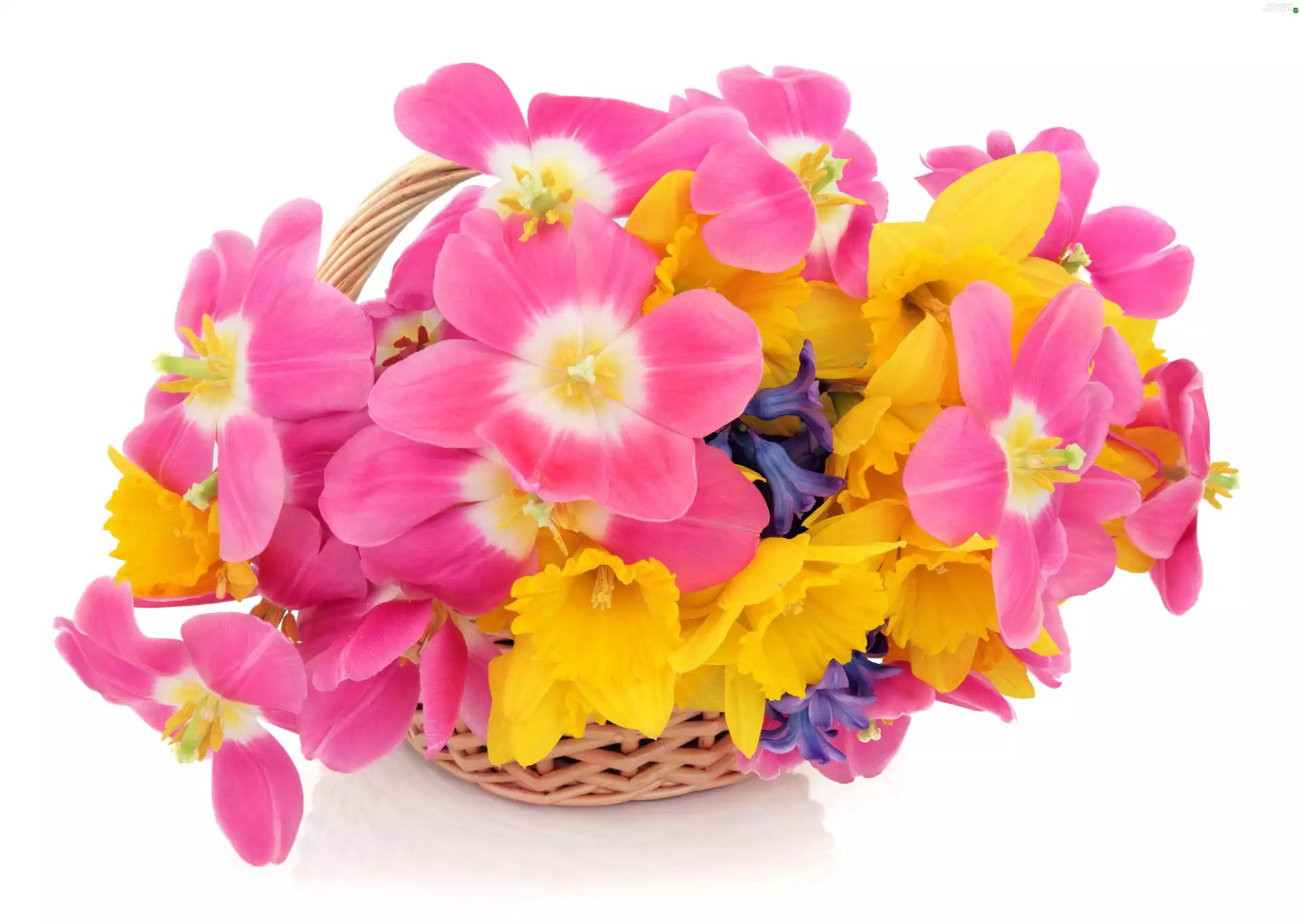 Daffodils, wicker, basket, Tulips
