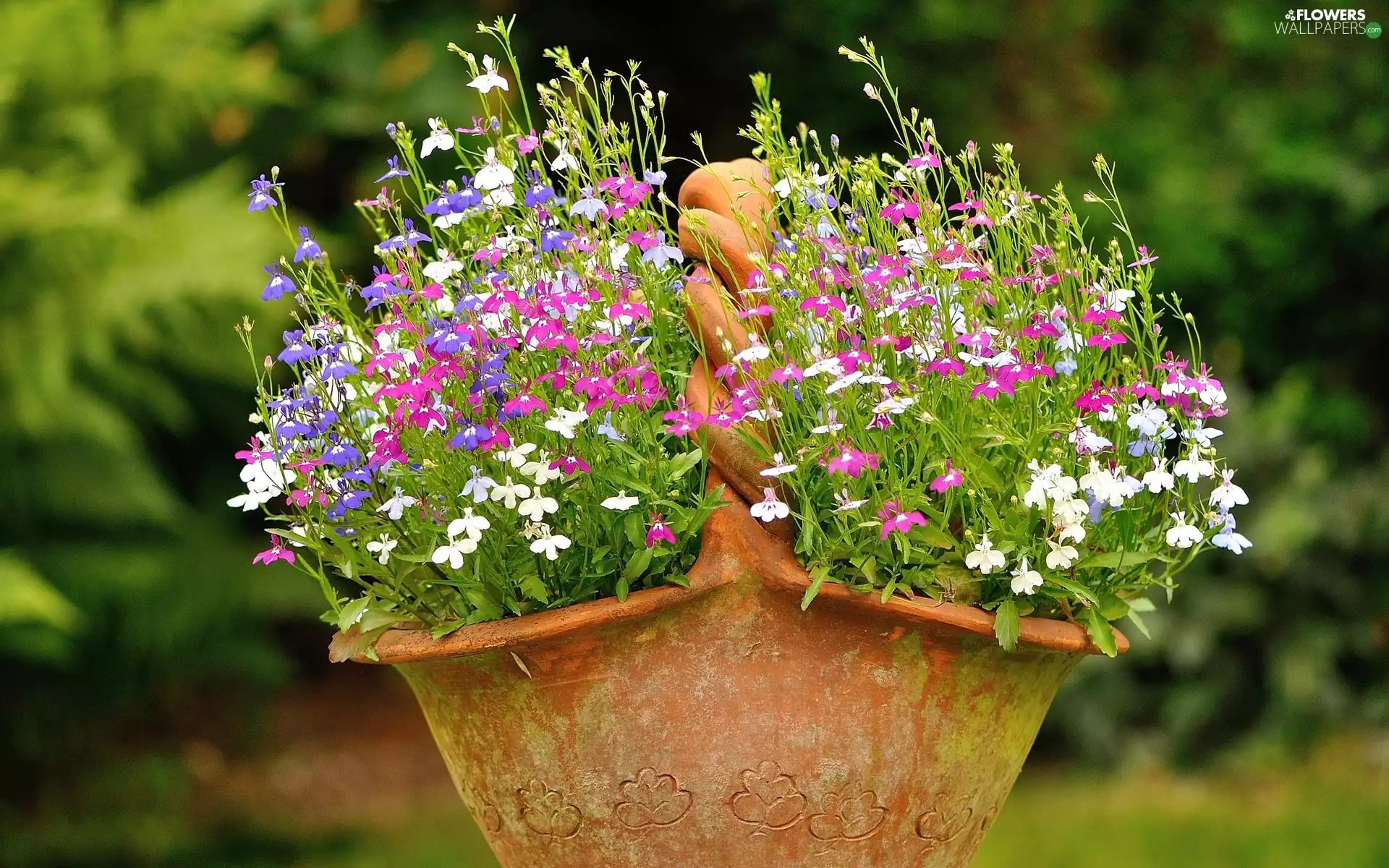 basket, lobelia, earthen