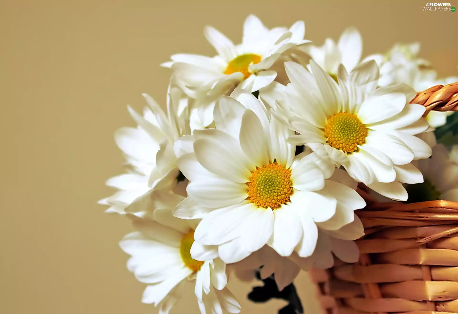 basket, White, Flowers