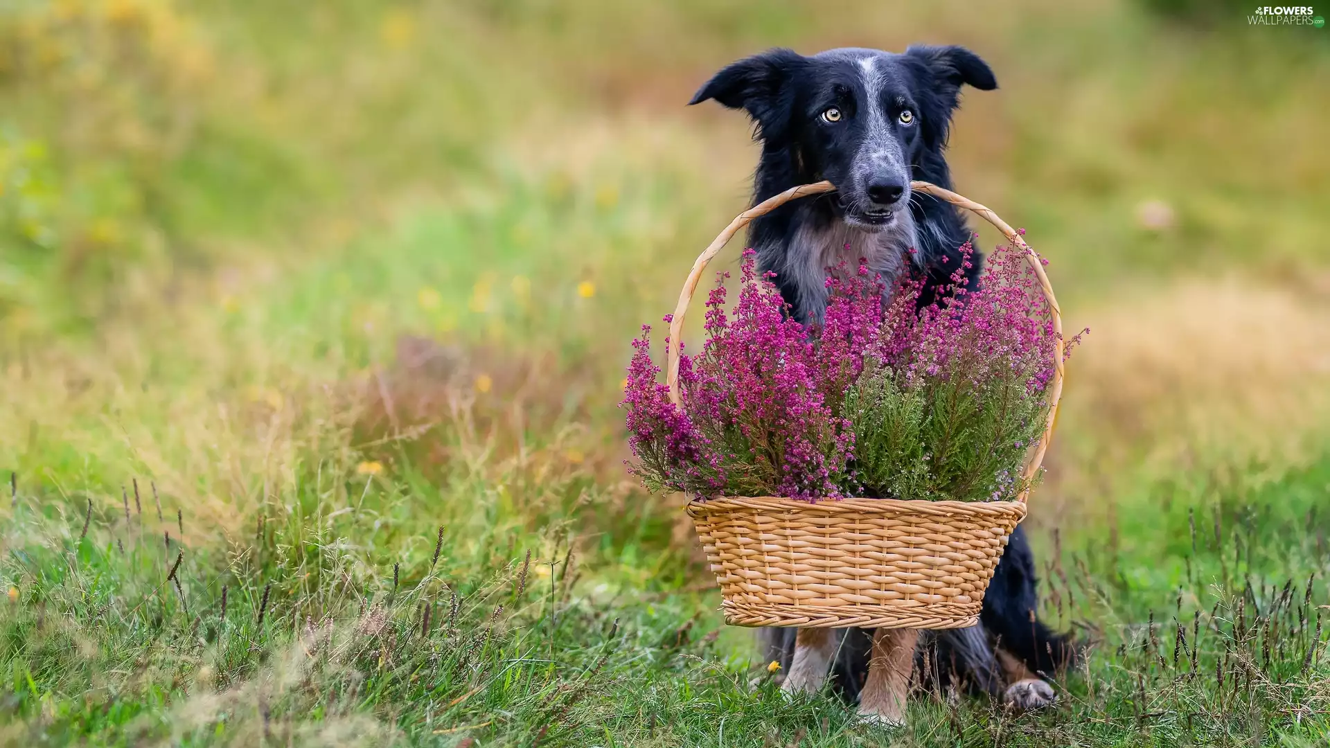 dog, basket, heathers, Border Collie