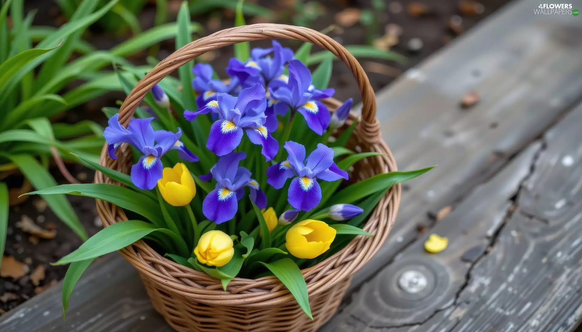 Tulips, Flowers, Bench, basket, Old, Irises